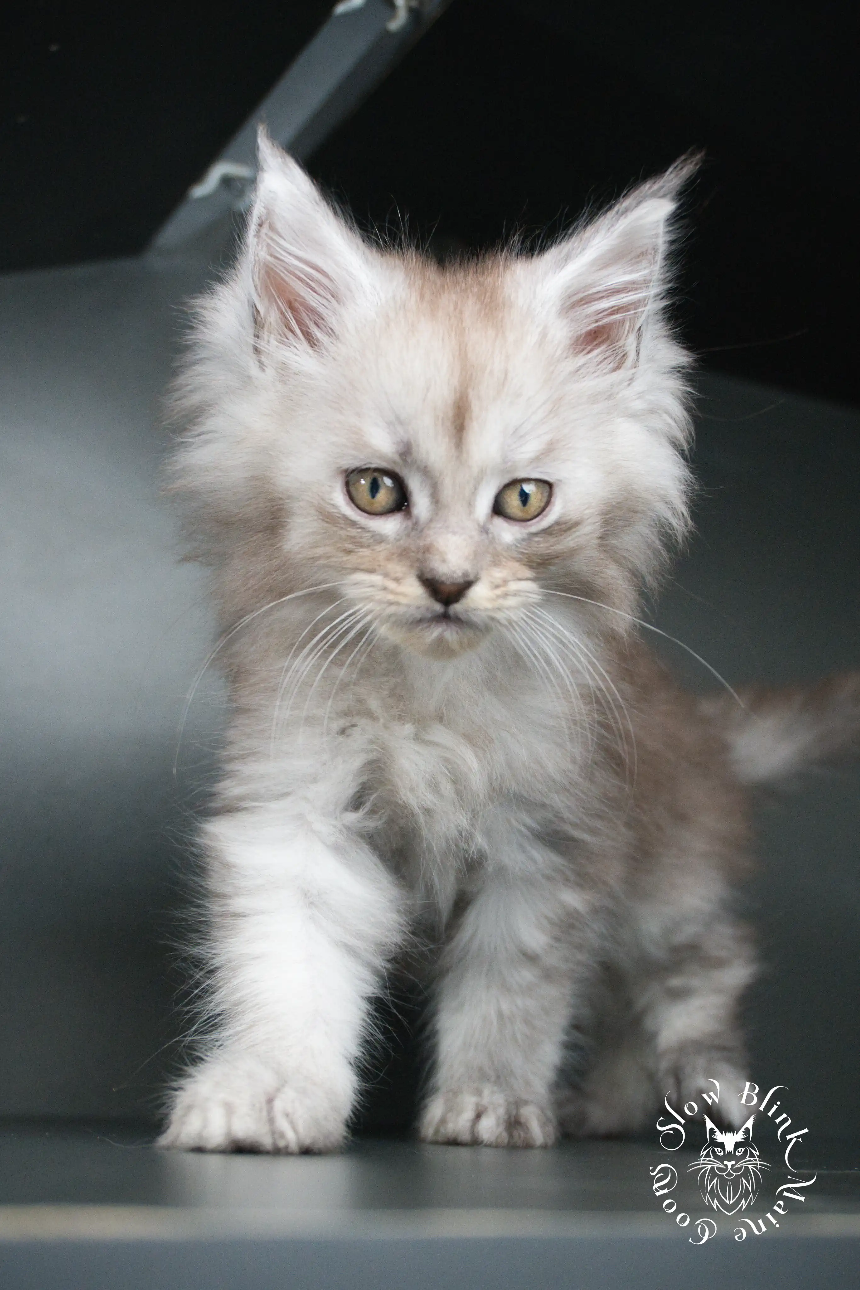 black silver tabby maine coon kitten | ems code ns 22 23 24 25 | slowblinkmainecoons High Silver Maine Coon Kittens > black silver tabby maine coon kitten | ems code ns 22 23 24 25 | slowblinkmainecoons | 374