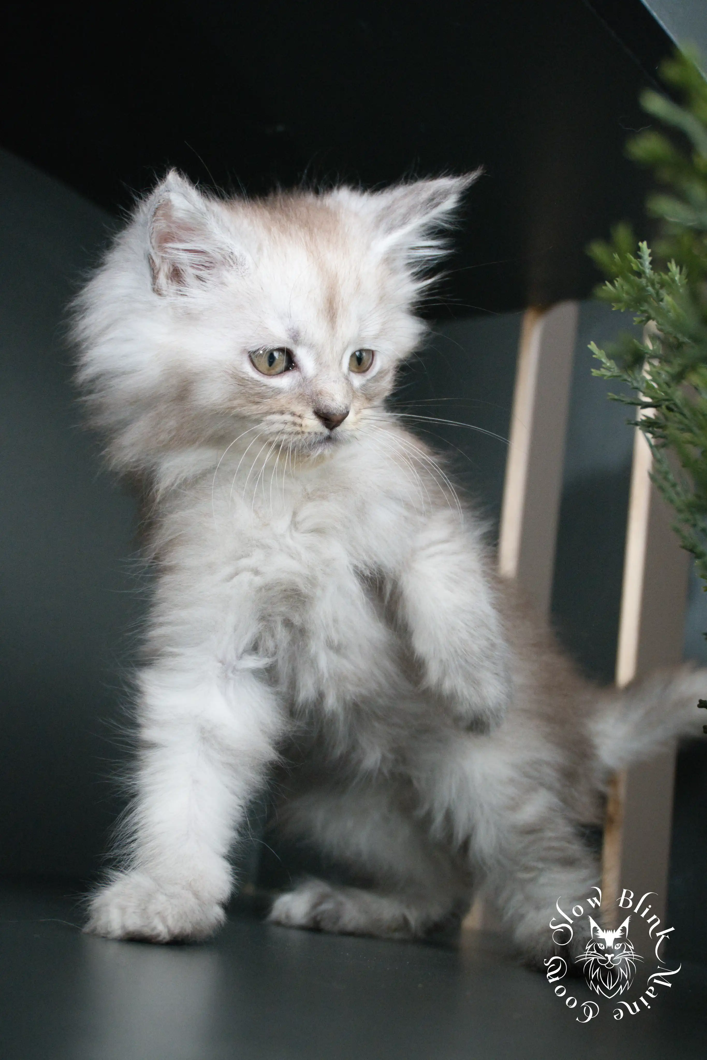 black silver tabby maine coon kitten | ems code ns 22 23 24 25 | slowblinkmainecoons High Silver Maine Coon Kittens > black silver tabby maine coon kitten | ems code ns 22 23 24 25 | slowblinkmainecoons | 376