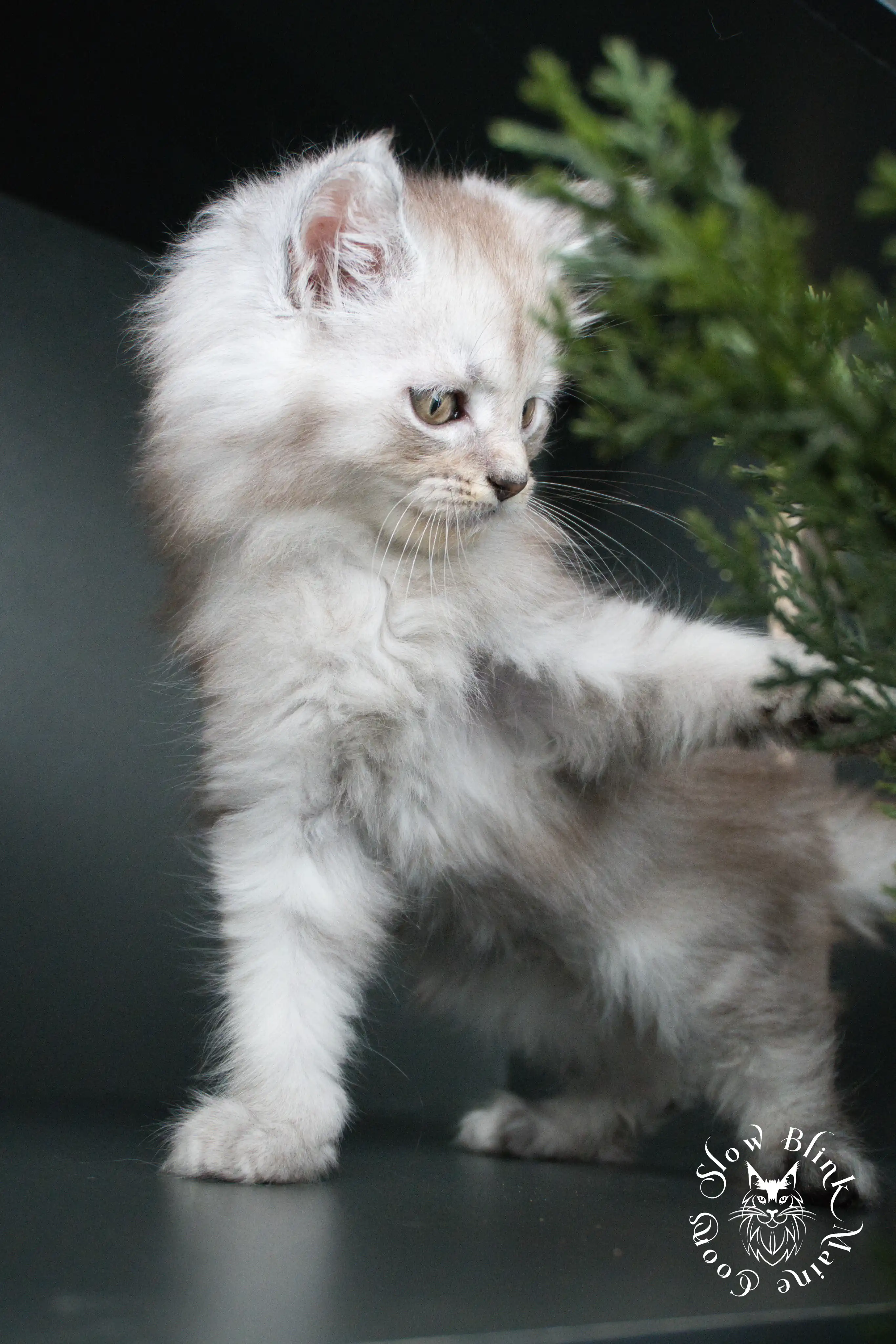 black silver tabby maine coon kitten | ems code ns 22 23 24 25 | slowblinkmainecoons High Silver Maine Coon Kittens > black silver tabby maine coon kitten | ems code ns 22 23 24 25 | slowblinkmainecoons | 377