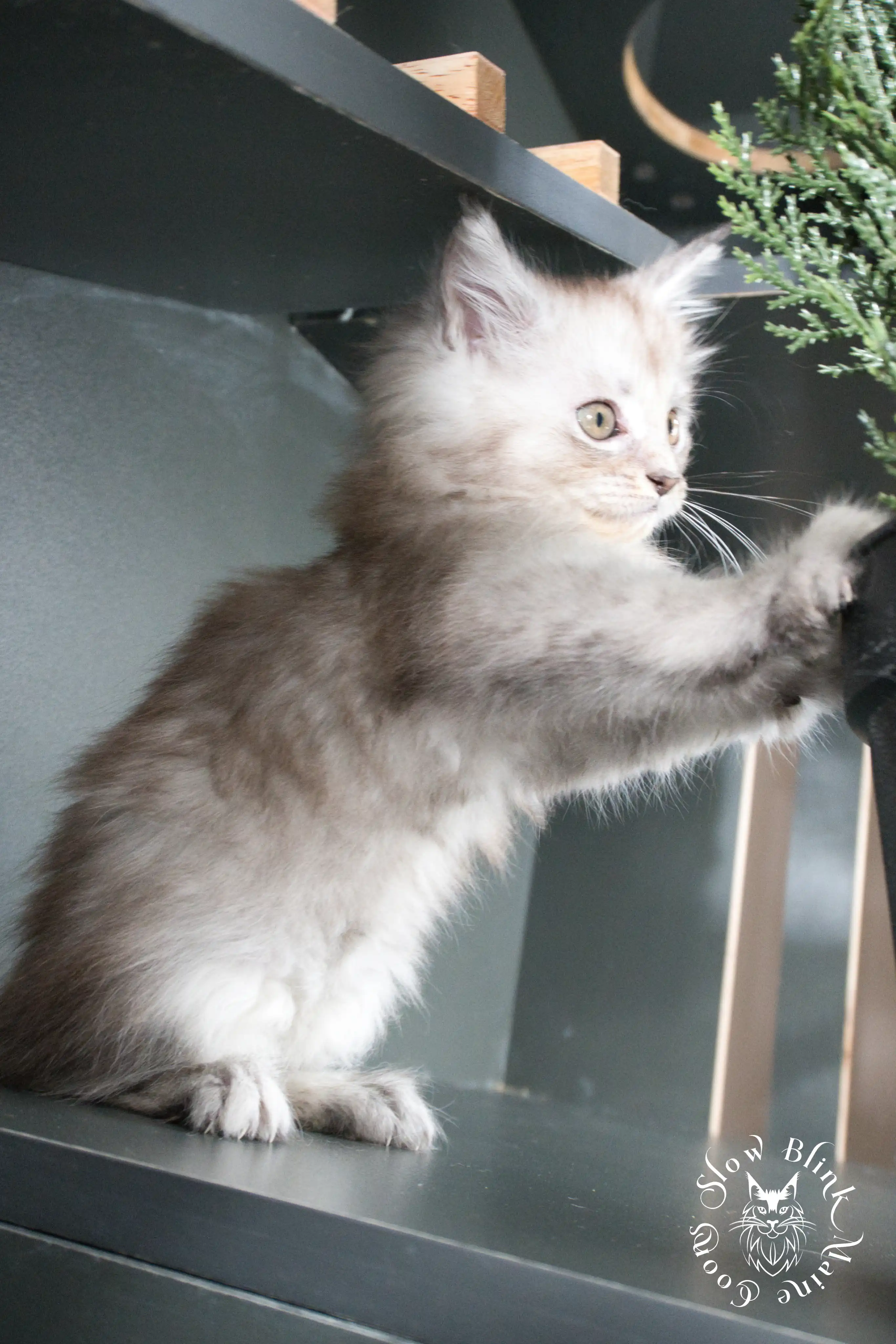 black silver tabby maine coon kitten | ems code ns 22 23 24 25 | slowblinkmainecoons High Silver Maine Coon Kittens > black silver tabby maine coon kitten | ems code ns 22 23 24 25 | slowblinkmainecoons | 381