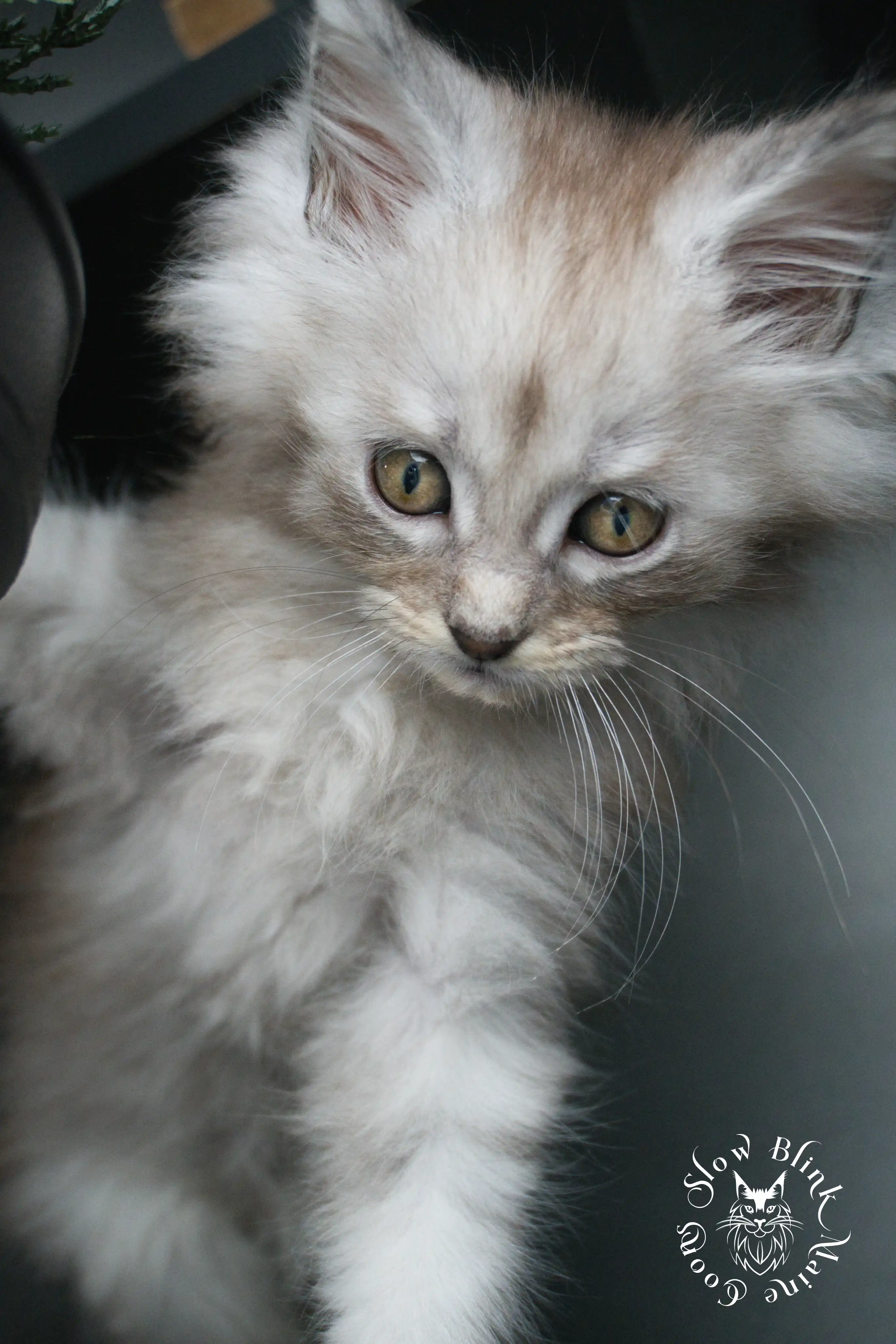 black silver tabby maine coon kitten | ems code ns 22 23 24 25 | slowblinkmainecoons High Silver Maine Coon Kittens > black silver tabby maine coon kitten | ems code ns 22 23 24 25 | slowblinkmainecoons | 382