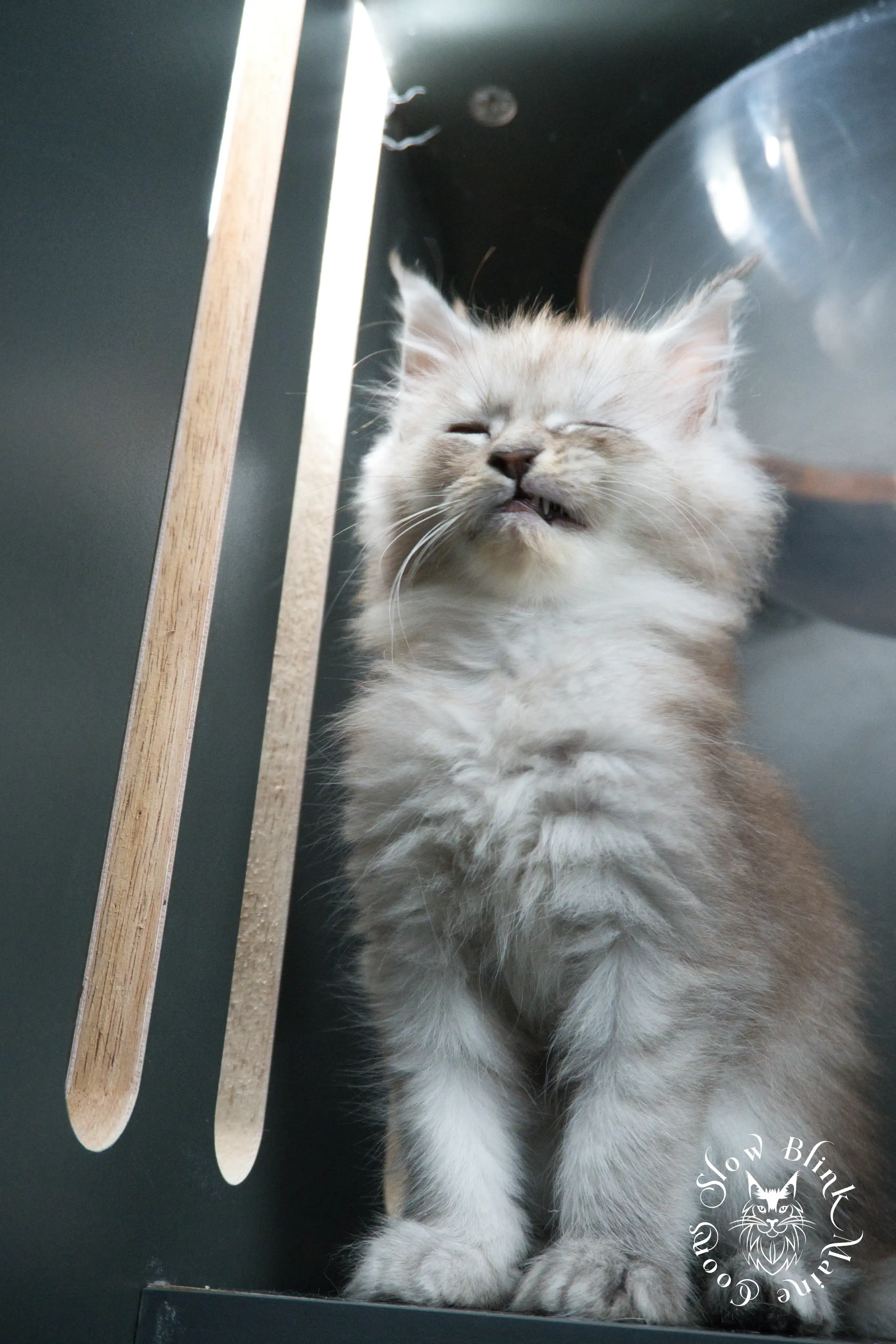 black silver tabby maine coon kitten | ems code ns 22 23 24 25 | slowblinkmainecoons High Silver Maine Coon Kittens > black silver tabby maine coon kitten | ems code ns 22 23 24 25 | slowblinkmainecoons | 385
