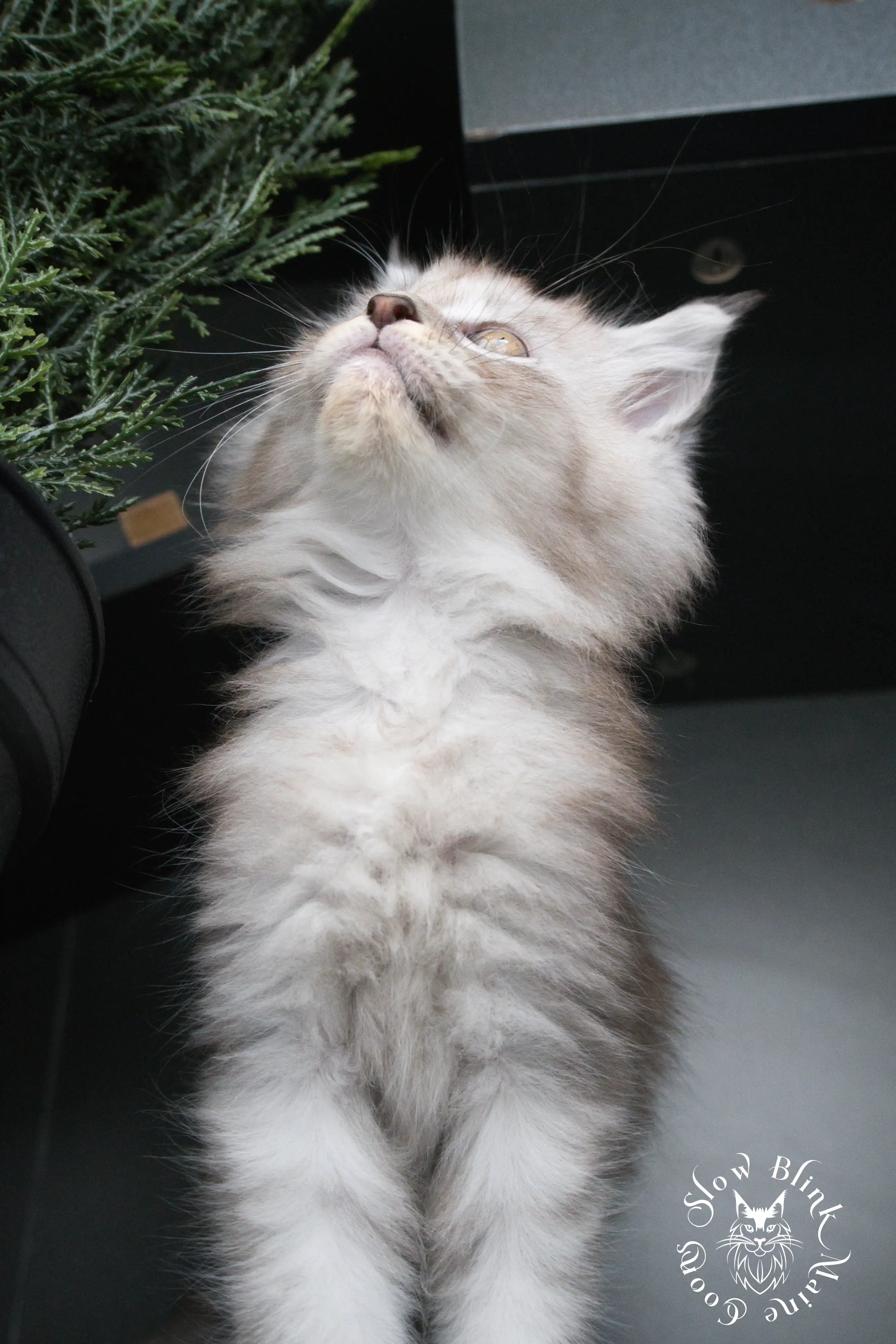 black silver tabby maine coon kitten | ems code ns 22 23 24 25 | slowblinkmainecoons High Silver Maine Coon Kittens > black silver tabby maine coon kitten | ems code ns 22 23 24 25 | slowblinkmainecoons | 386