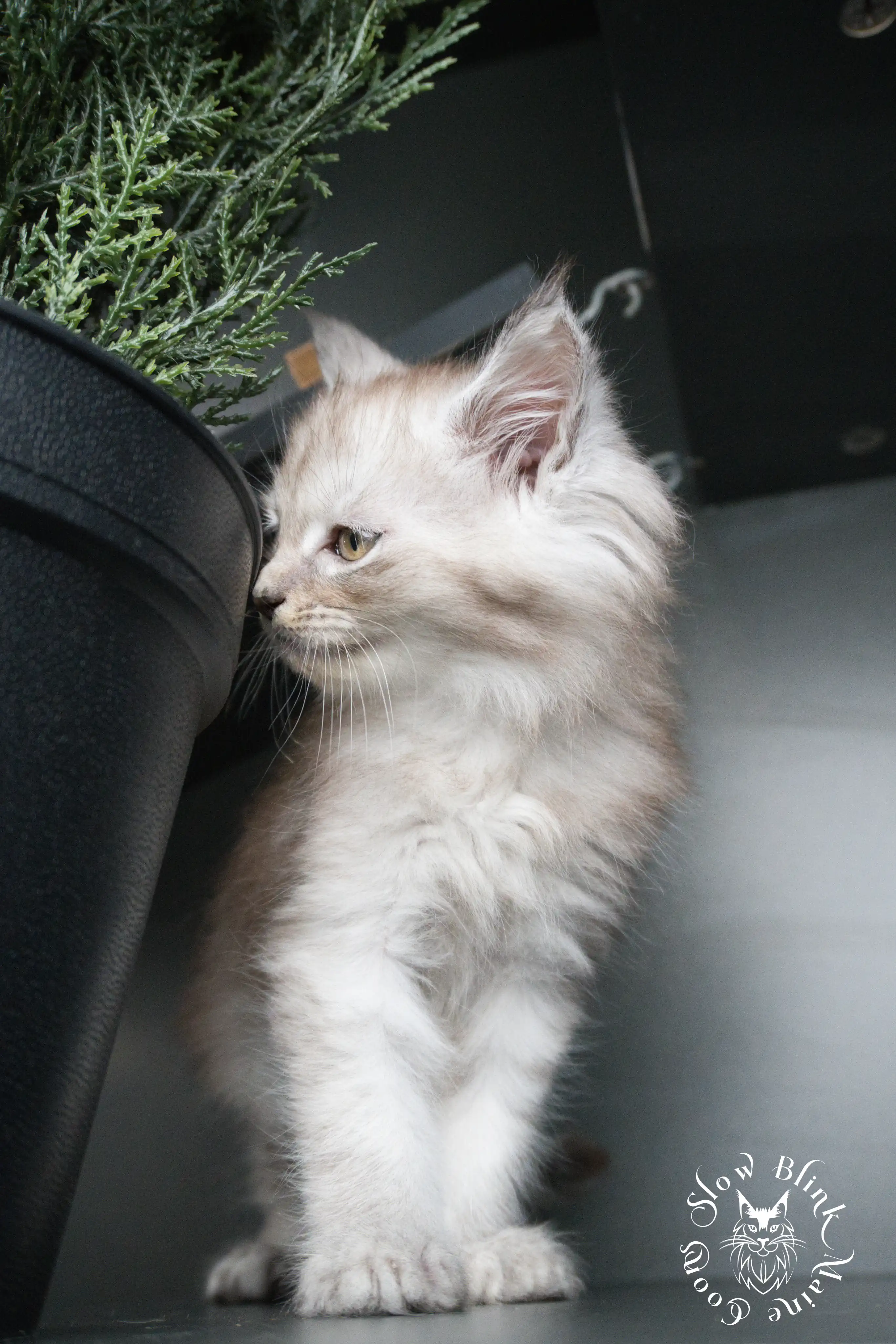 black silver tabby maine coon kitten | ems code ns 22 23 24 25 | slowblinkmainecoons High Silver Maine Coon Kittens > black silver tabby maine coon kitten | ems code ns 22 23 24 25 | slowblinkmainecoons | 387