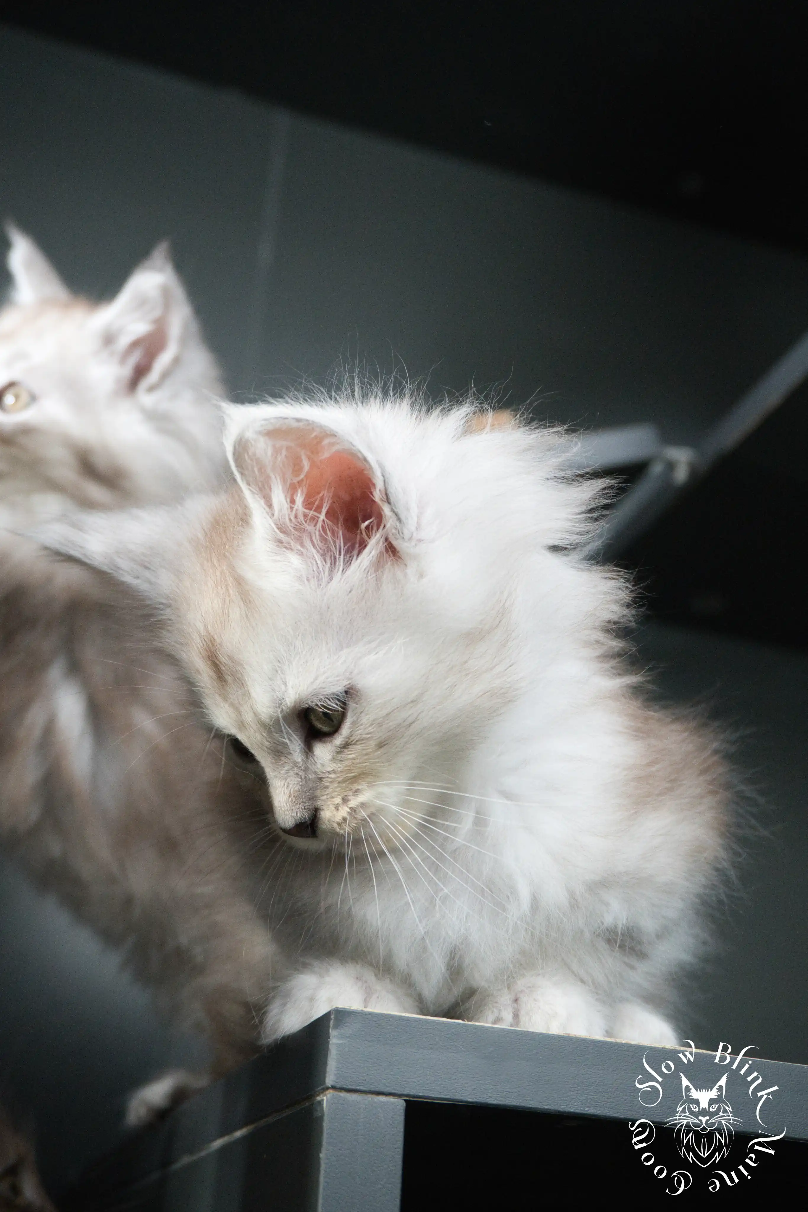 black silver tabby maine coon kitten | ems code ns 22 23 24 25 | slowblinkmainecoons High Silver Maine Coon Kittens > black silver tabby maine coon kitten | ems code ns 22 23 24 25 | slowblinkmainecoons | 453