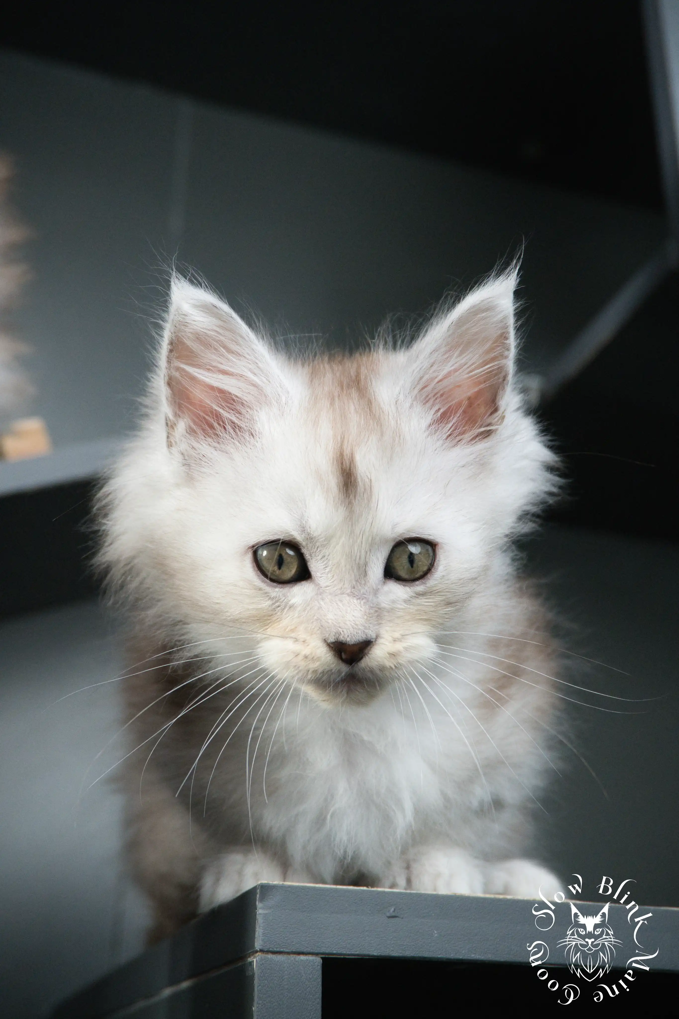 black silver tabby maine coon kitten | ems code ns 22 23 24 25 | slowblinkmainecoons High Silver Maine Coon Kittens > black silver tabby maine coon kitten | ems code ns 22 23 24 25 | slowblinkmainecoons | 454