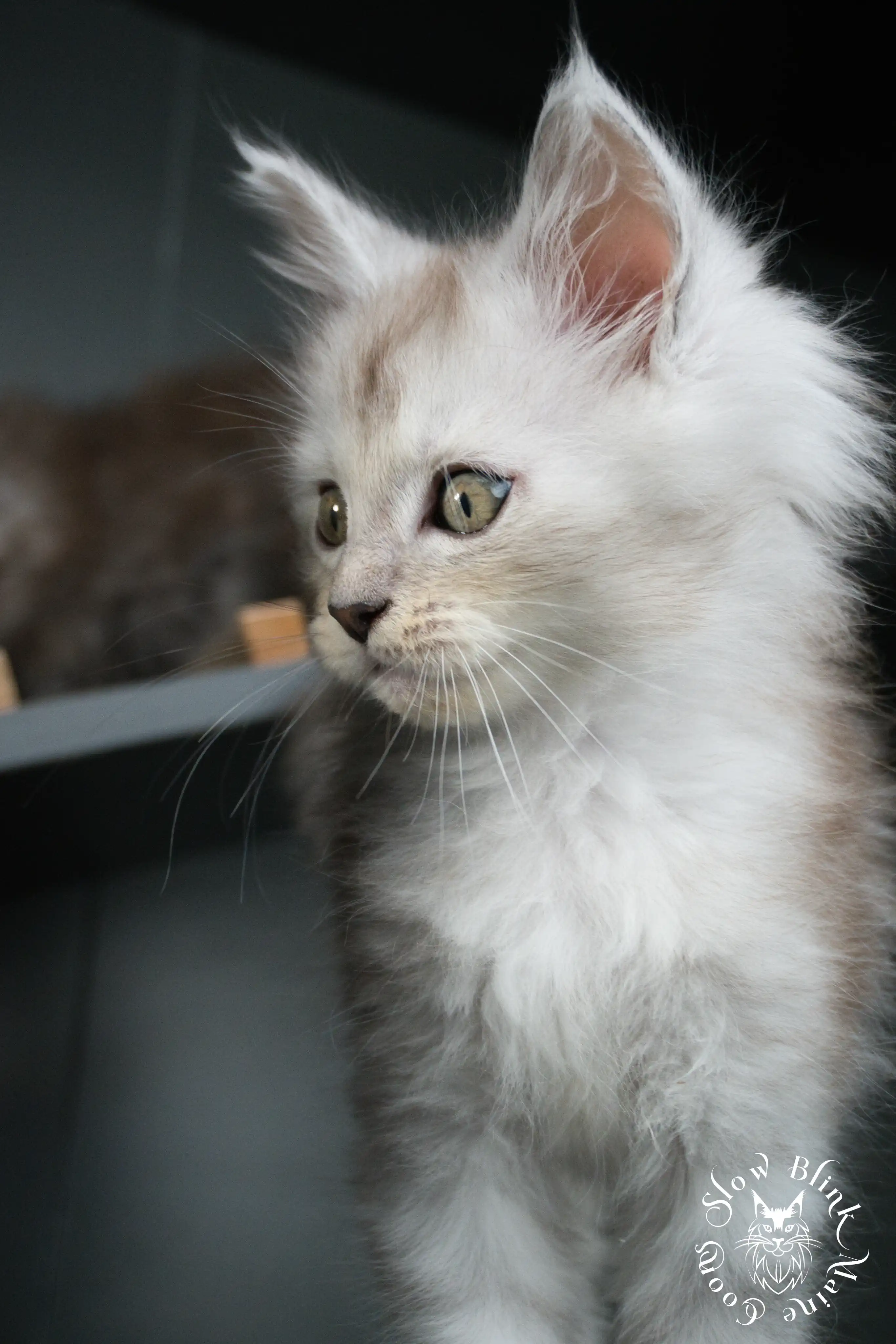 black silver tabby maine coon kitten | ems code ns 22 23 24 25 | slowblinkmainecoons High Silver Maine Coon Kittens > black silver tabby maine coon kitten | ems code ns 22 23 24 25 | slowblinkmainecoons | 455