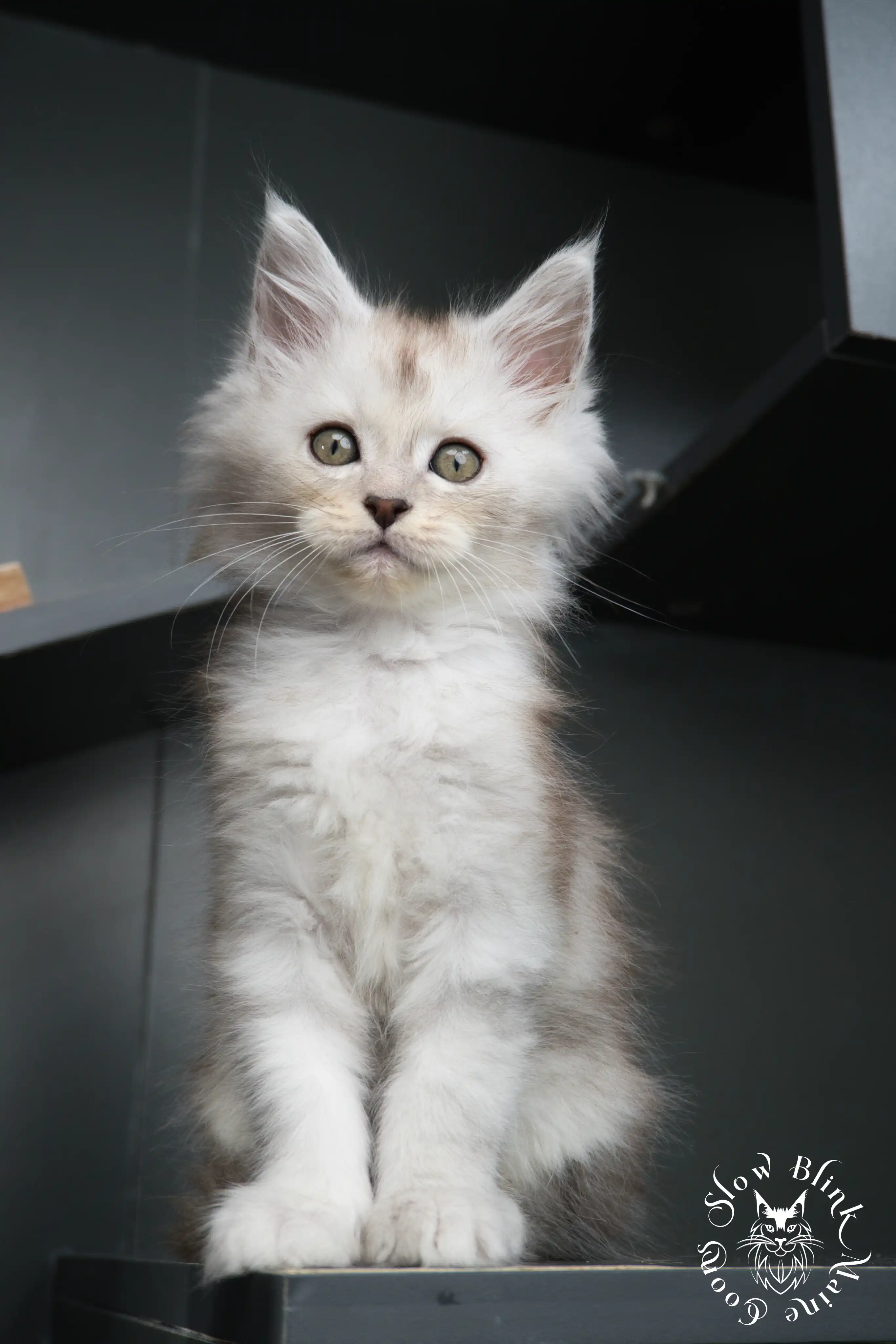 black silver tabby maine coon kitten | ems code ns 22 23 24 25 | slowblinkmainecoons High Silver Maine Coon Kittens > black silver tabby maine coon kitten | ems code ns 22 23 24 25 | slowblinkmainecoons | 456