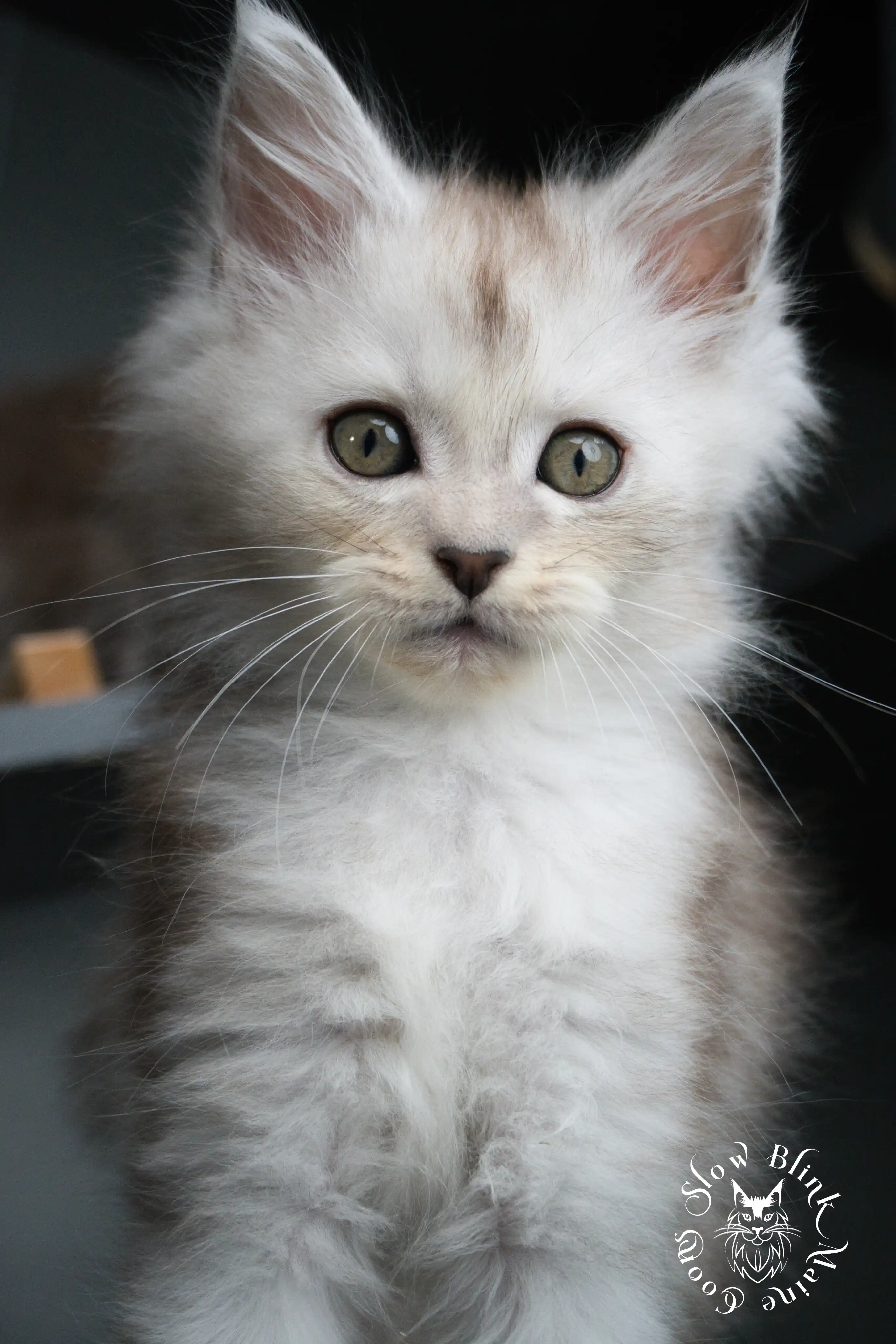 black silver tabby maine coon kitten | ems code ns 22 23 24 25 | slowblinkmainecoons High Silver Maine Coon Kittens > black silver tabby maine coon kitten | ems code ns 22 23 24 25 | slowblinkmainecoons | 458