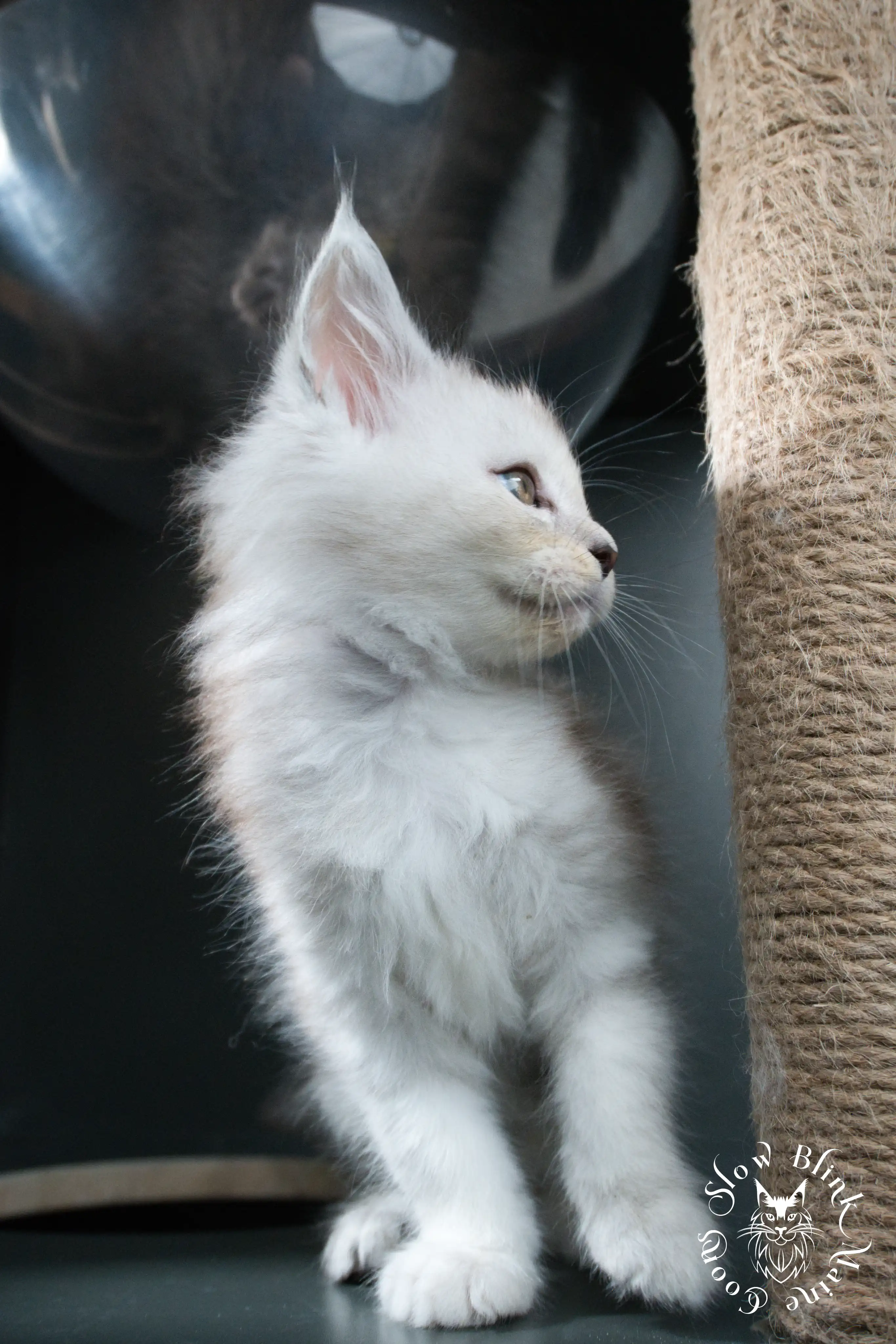 black silver tabby maine coon kitten | ems code ns 22 23 24 25 | slowblinkmainecoons High Silver Maine Coon Kittens > black silver tabby maine coon kitten | ems code ns 22 23 24 25 | slowblinkmainecoons | 459
