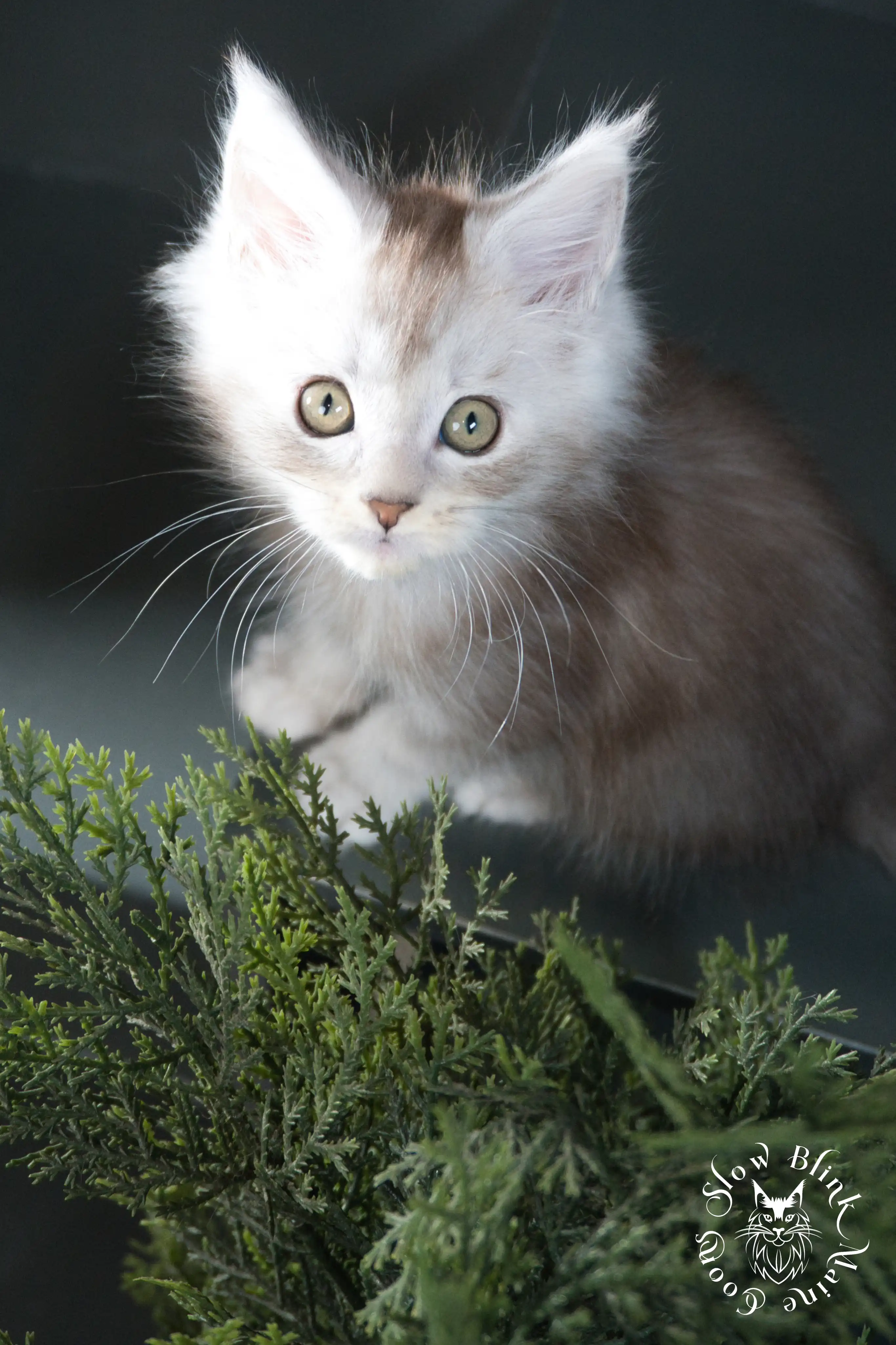 black silver tabby maine coon kitten | ems code ns 22 23 24 25 | slowblinkmainecoons High Silver Maine Coon Kittens > black silver tabby maine coon kitten | ems code ns 22 23 24 25 | slowblinkmainecoons | 460