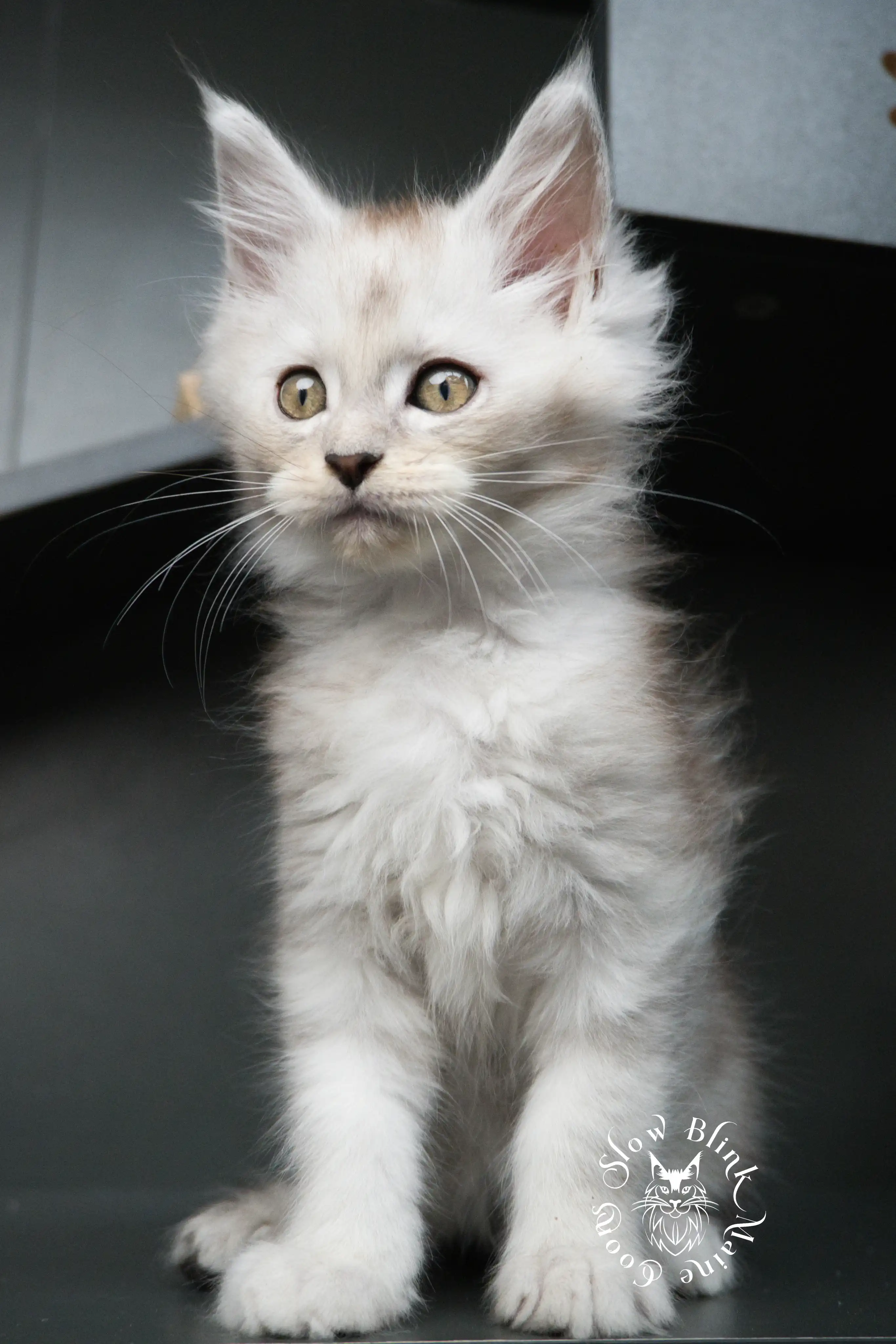 black silver tabby maine coon kitten | ems code ns 22 23 24 25 | slowblinkmainecoons High Silver Maine Coon Kittens > black silver tabby maine coon kitten | ems code ns 22 23 24 25 | slowblinkmainecoons | 493