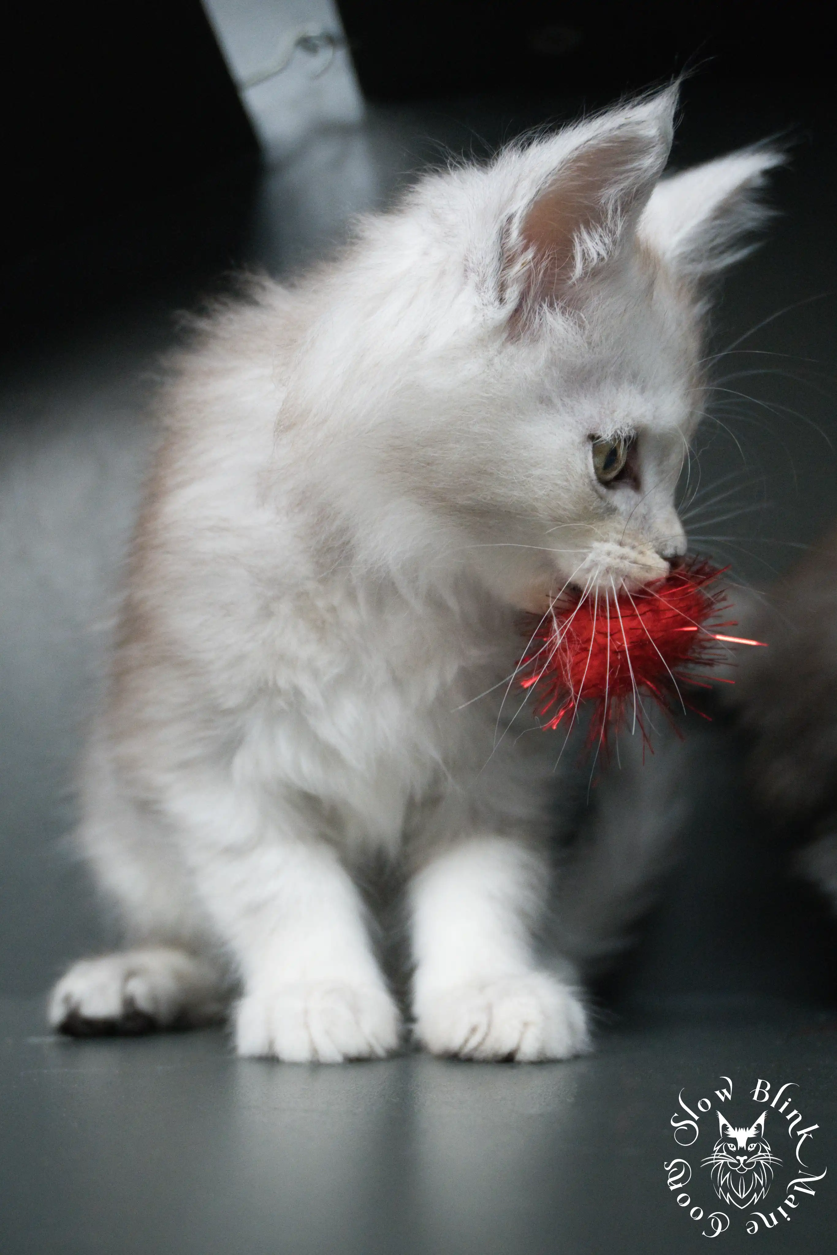 black silver tabby maine coon kitten | ems code ns 22 23 24 25 | slowblinkmainecoons High Silver Maine Coon Kittens > black silver tabby maine coon kitten | ems code ns 22 23 24 25 | slowblinkmainecoons | 495