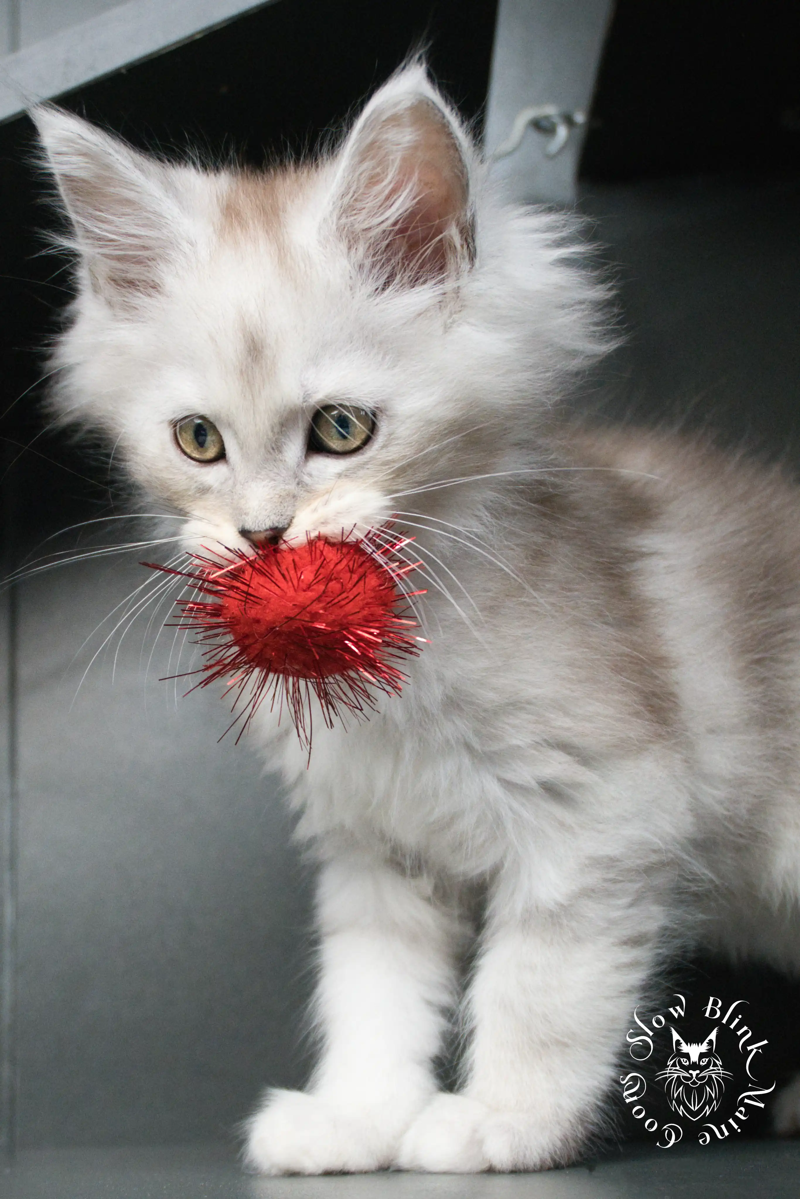 black silver tabby maine coon kitten | ems code ns 22 23 24 25 | slowblinkmainecoons High Silver Maine Coon Kittens > black silver tabby maine coon kitten | ems code ns 22 23 24 25 | slowblinkmainecoons | 498