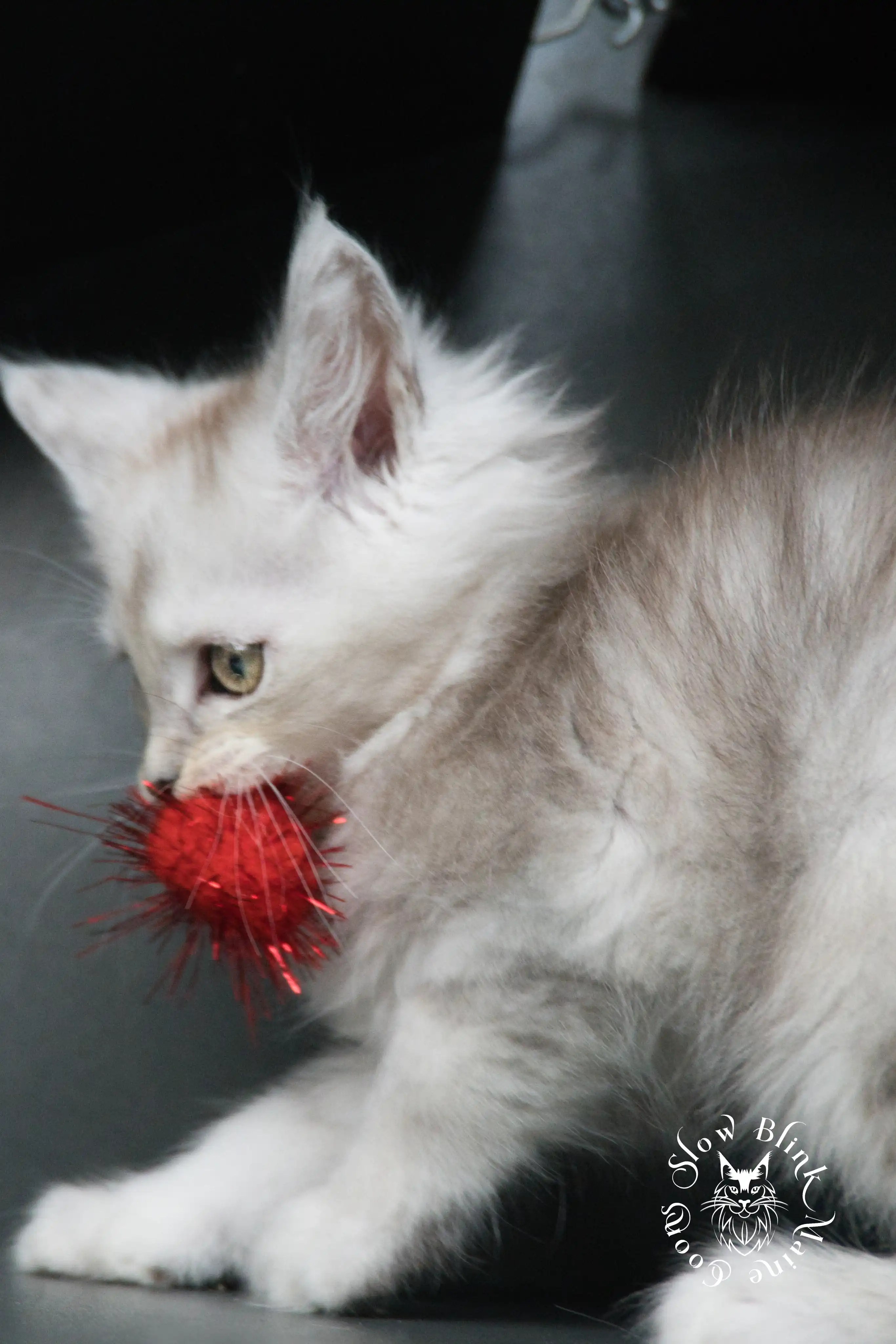 black silver tabby maine coon kitten | ems code ns 22 23 24 25 | slowblinkmainecoons High Silver Maine Coon Kittens > black silver tabby maine coon kitten | ems code ns 22 23 24 25 | slowblinkmainecoons | 499