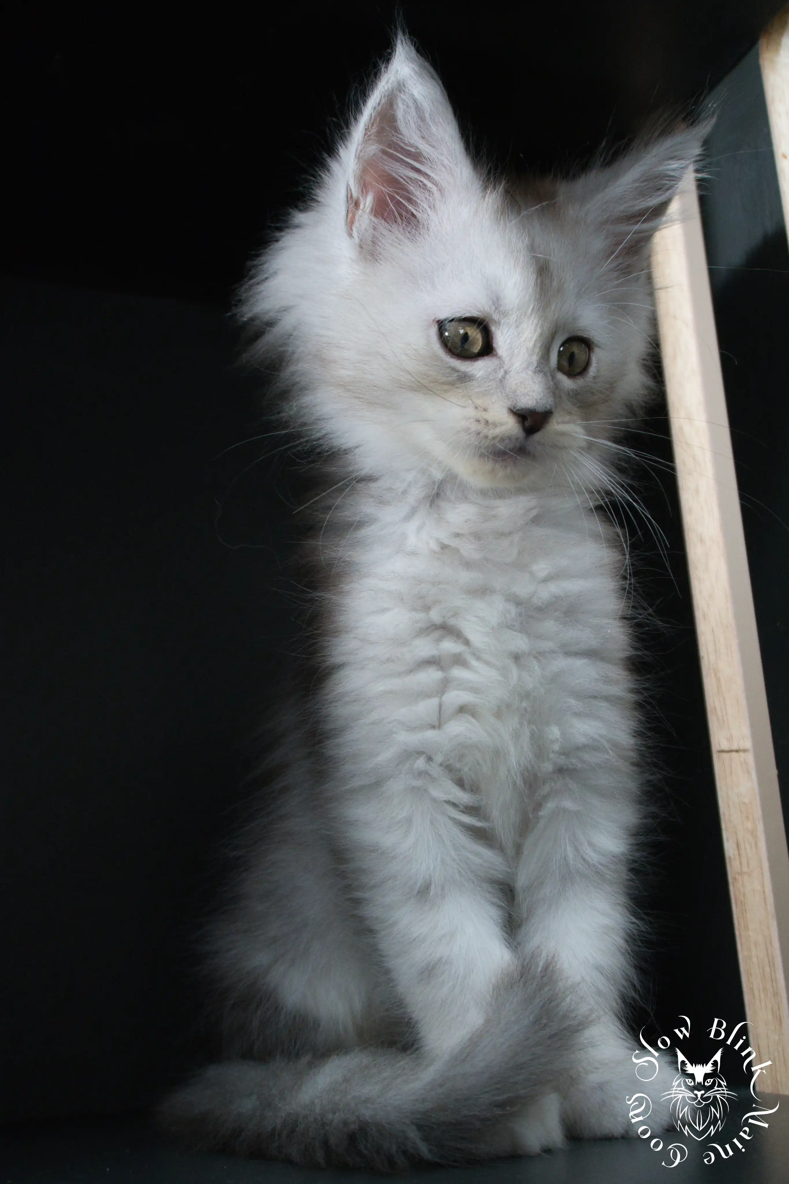 black silver tabby maine coon kitten | ems code ns 22 23 24 25 | slowblinkmainecoons High Silver Maine Coon Kittens > black silver tabby maine coon kitten | ems code ns 22 23 24 25 | slowblinkmainecoons | 517