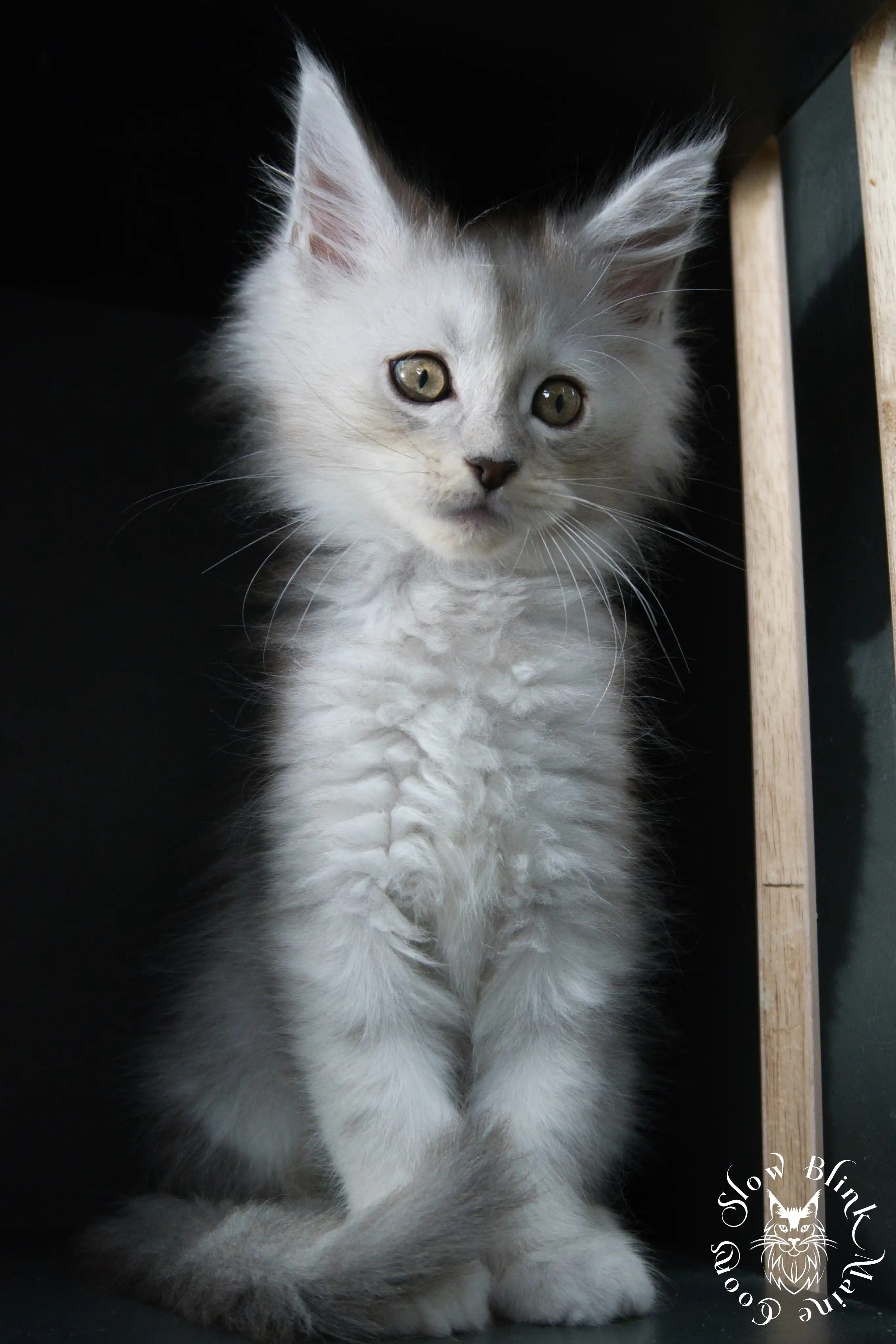 black silver tabby maine coon kitten | ems code ns 22 23 24 25 | slowblinkmainecoons High Silver Maine Coon Kittens > black silver tabby maine coon kitten | ems code ns 22 23 24 25 | slowblinkmainecoons | 518
