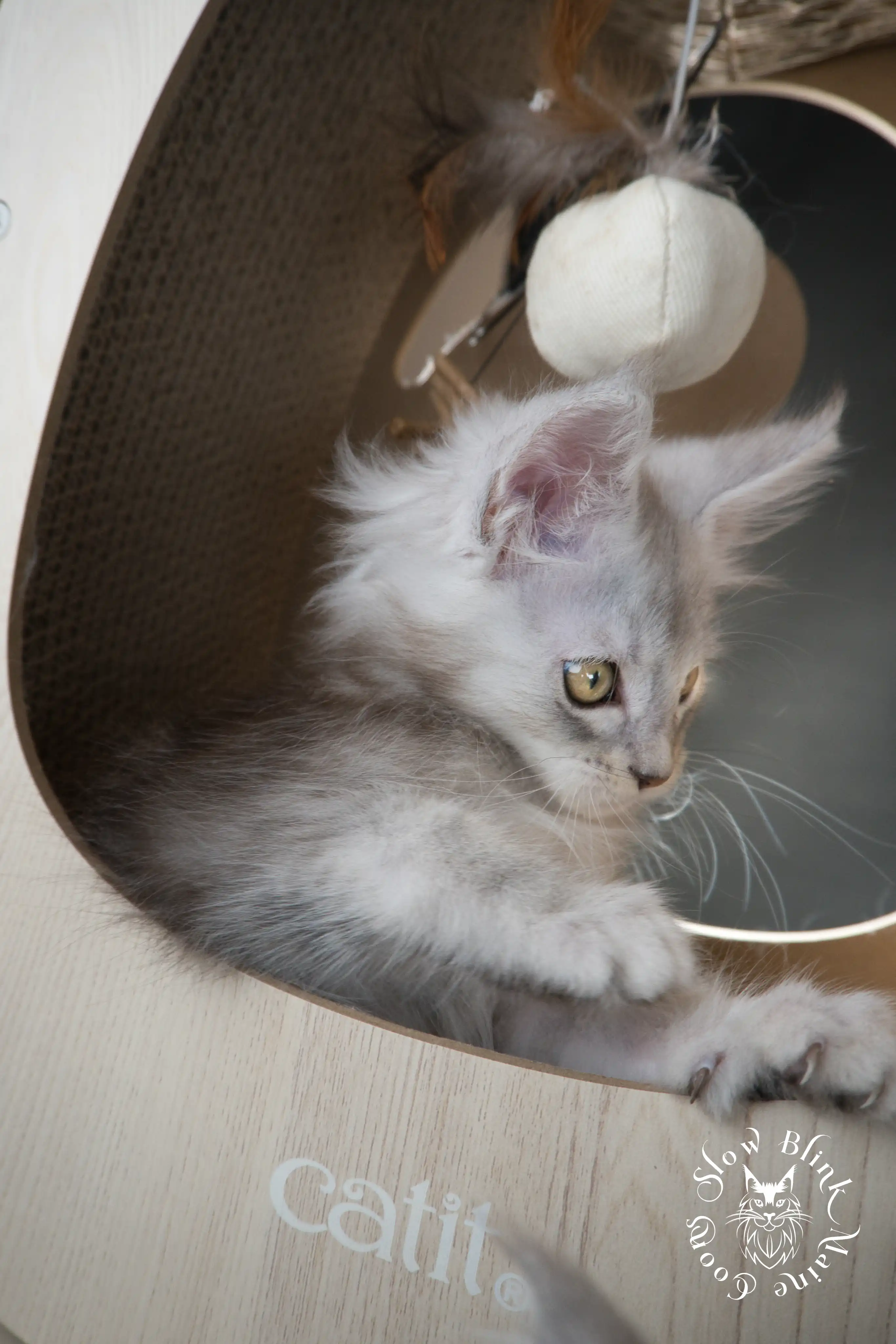 black silver tabby maine coon kitten | ems code ns 22 23 24 25 | slowblinkmainecoons High Silver Maine Coon Kittens > black silver tabby maine coon kitten | ems code ns 22 23 24 25 | slowblinkmainecoons | 582