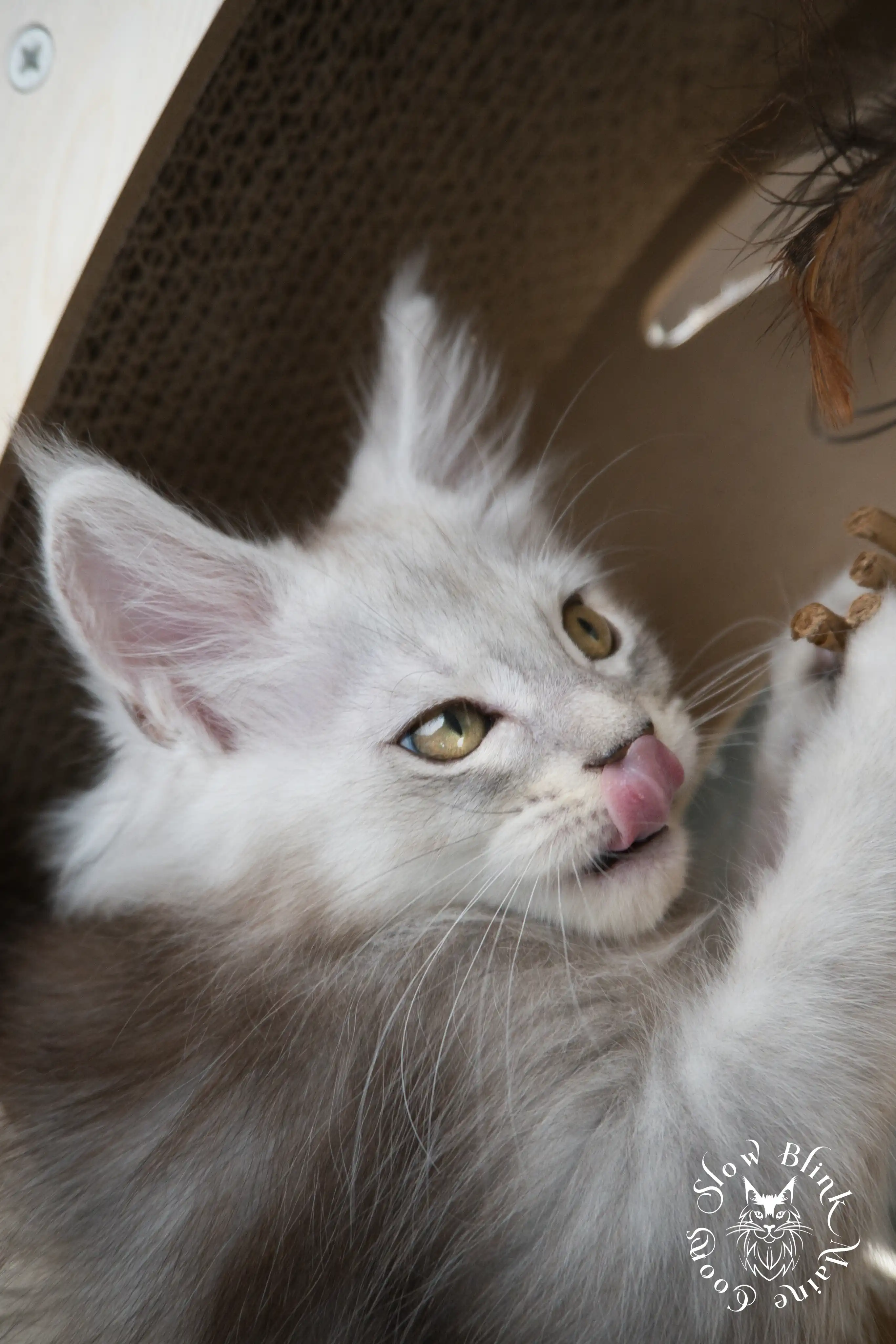 black silver tabby maine coon kitten | ems code ns 22 23 24 25 | slowblinkmainecoons High Silver Maine Coon Kittens > black silver tabby maine coon kitten | ems code ns 22 23 24 25 | slowblinkmainecoons | 584