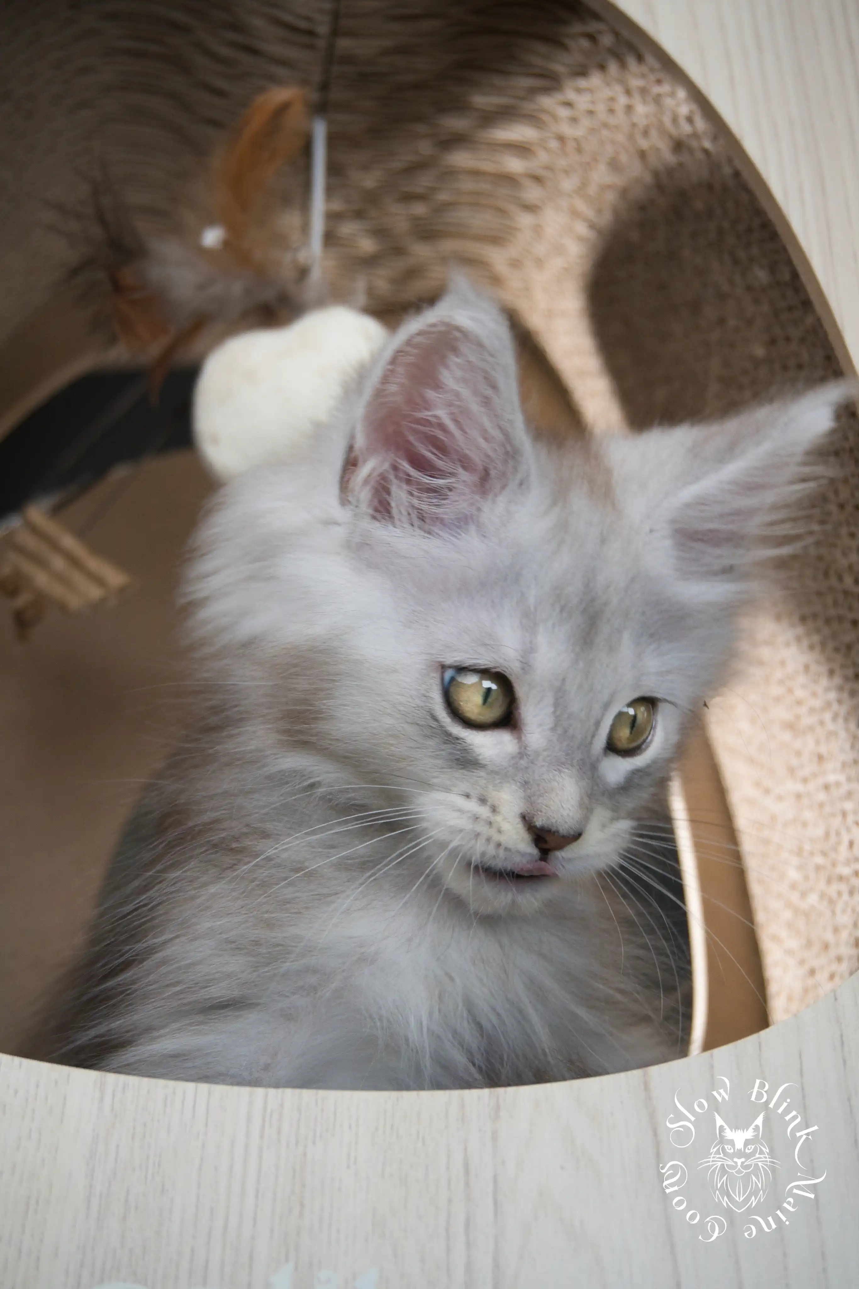 black silver tabby maine coon kitten | ems code ns 22 23 24 25 | slowblinkmainecoons High Silver Maine Coon Kittens > black silver tabby maine coon kitten | ems code ns 22 23 24 25 | slowblinkmainecoons | 586
