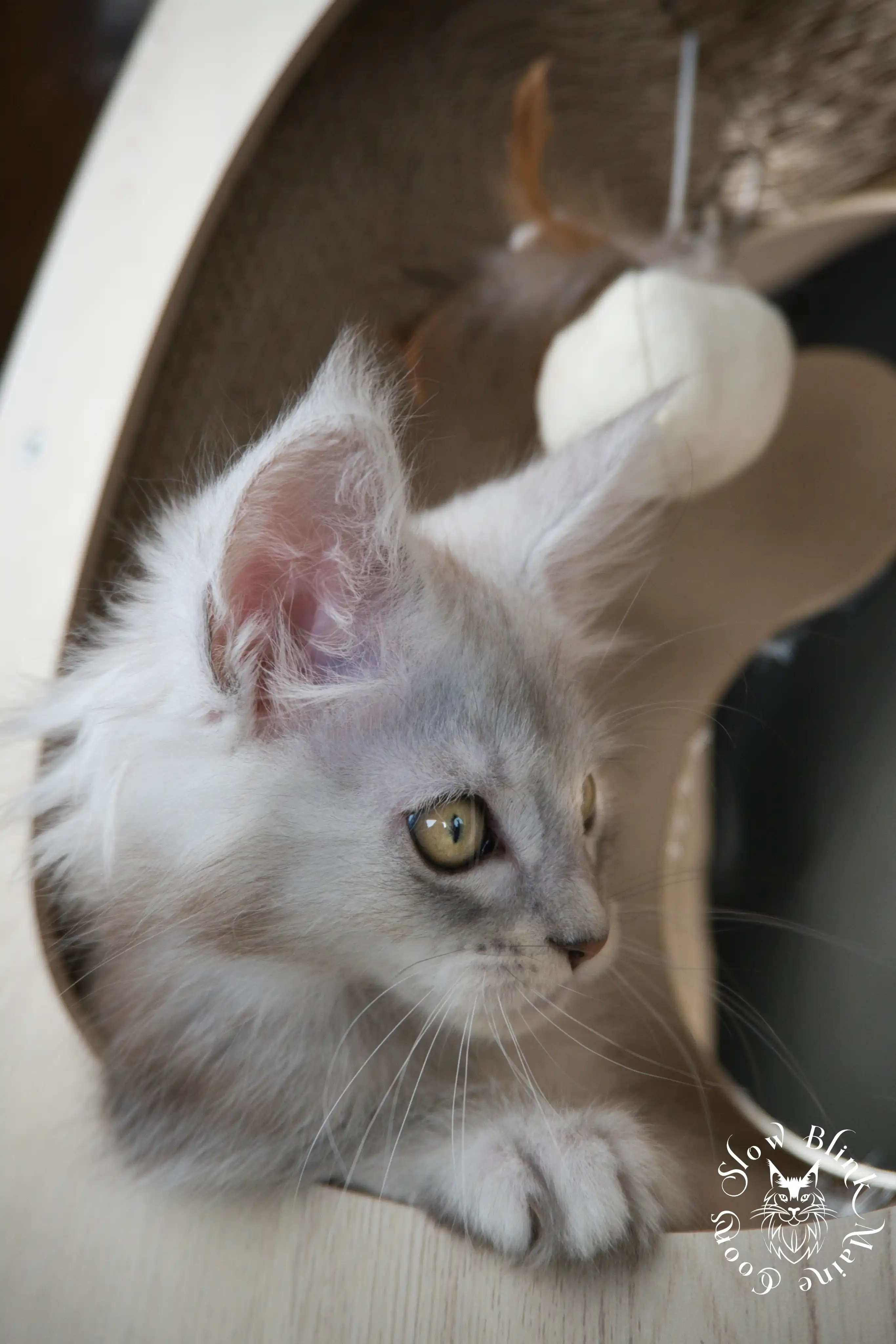 black silver tabby maine coon kitten | ems code ns 22 23 24 25 | slowblinkmainecoons High Silver Maine Coon Kittens > black silver tabby maine coon kitten | ems code ns 22 23 24 25 | slowblinkmainecoons | 587