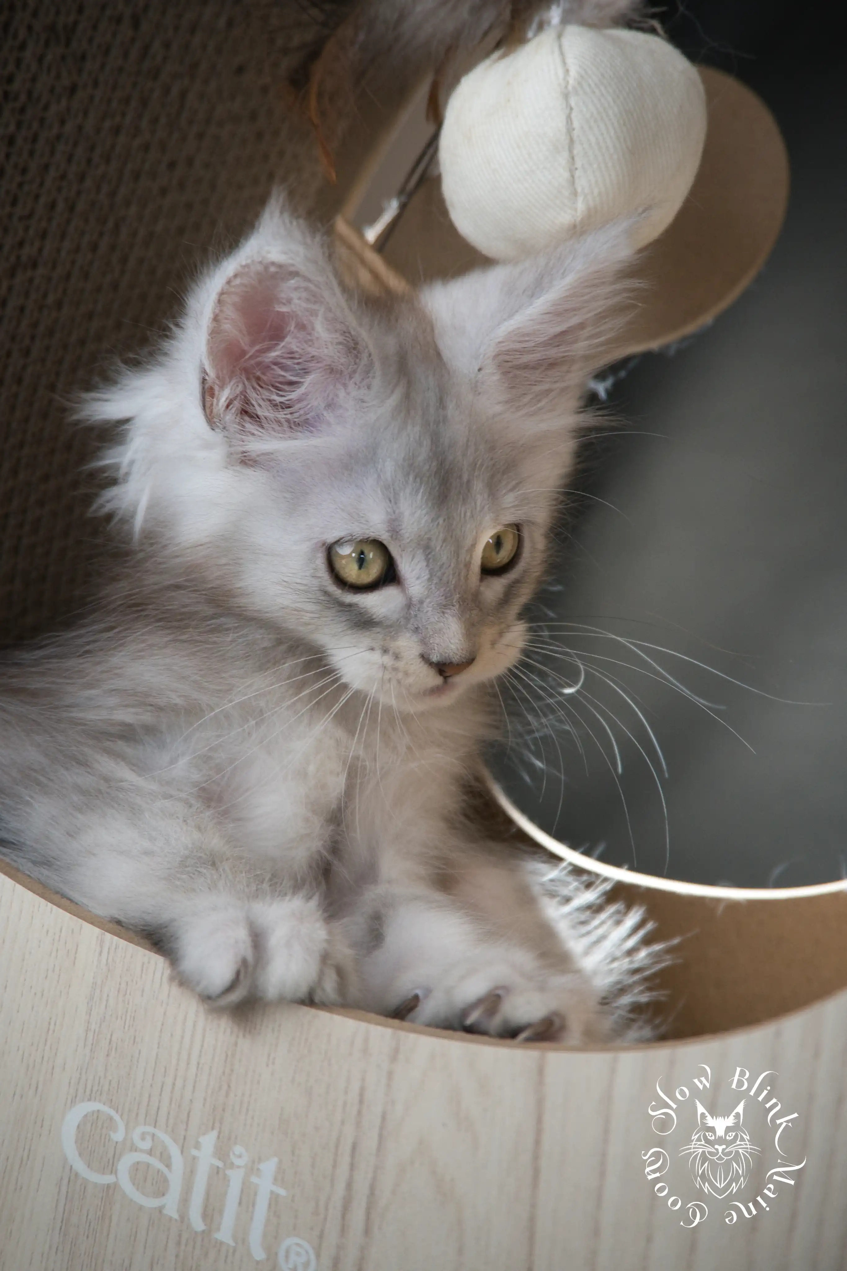 black silver tabby maine coon kitten | ems code ns 22 23 24 25 | slowblinkmainecoons High Silver Maine Coon Kittens > black silver tabby maine coon kitten | ems code ns 22 23 24 25 | slowblinkmainecoons | 588