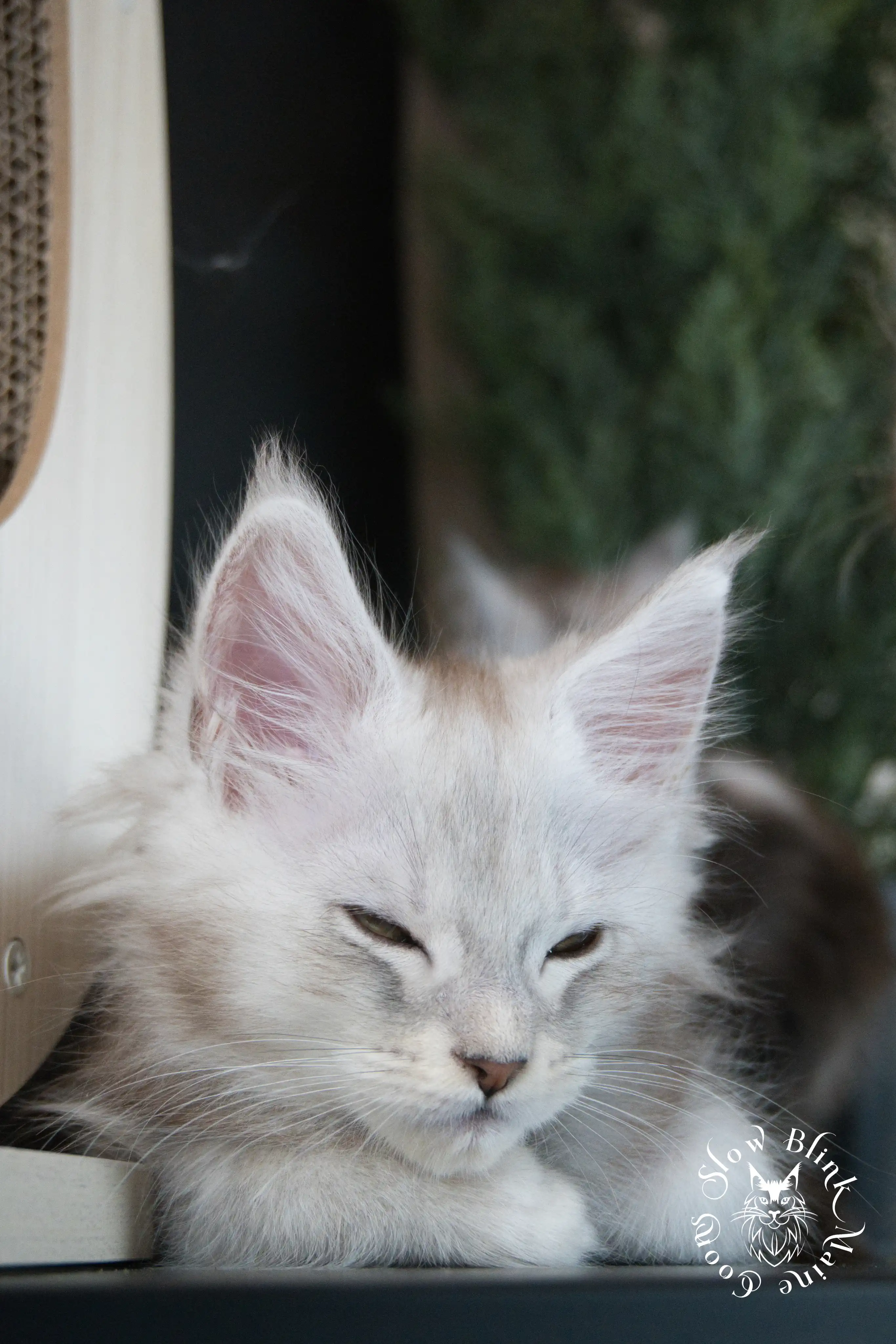 black silver tabby maine coon kitten | ems code ns 22 23 24 25 | slowblinkmainecoons High Silver Maine Coon Kittens > black silver tabby maine coon kitten | ems code ns 22 23 24 25 | slowblinkmainecoons | 591