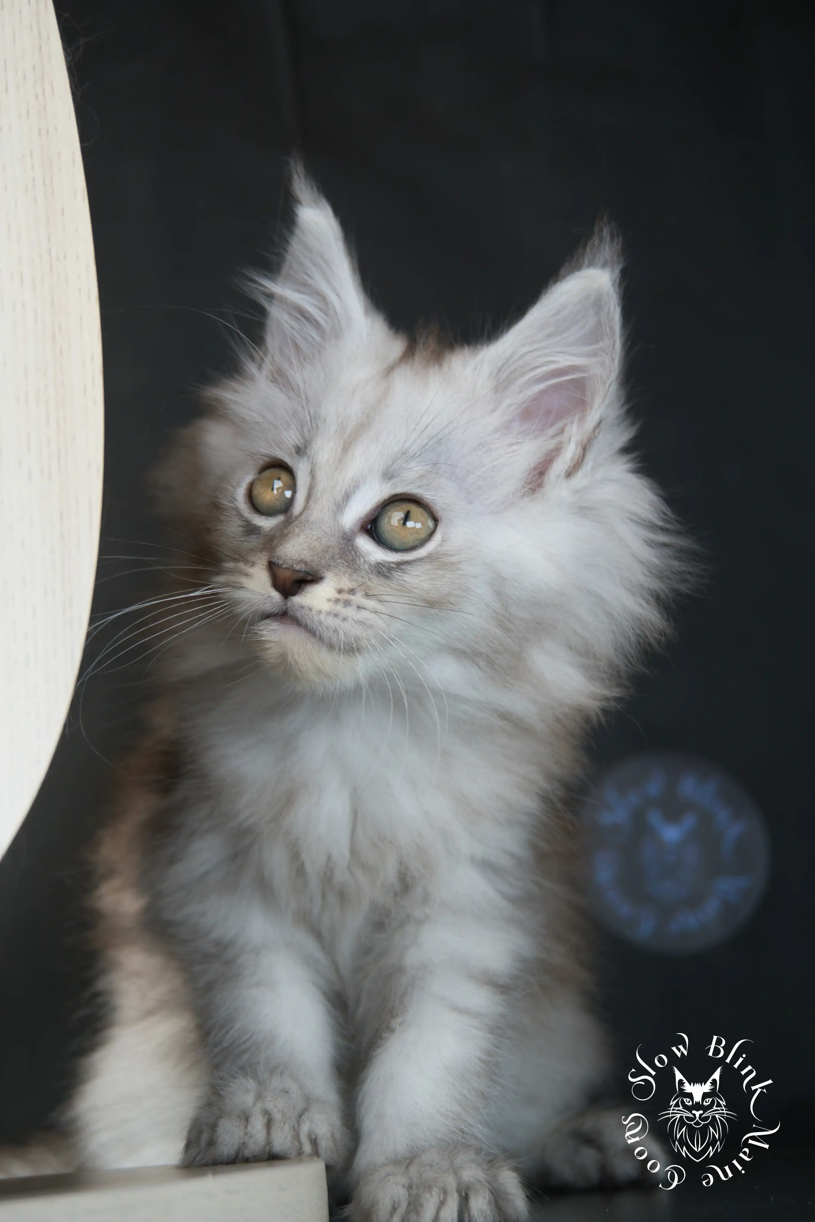 black silver tabby maine coon kitten | ems code ns 22 23 24 25 | slowblinkmainecoons High Silver Maine Coon Kittens > black silver tabby maine coon kitten | ems code ns 22 23 24 25 | slowblinkmainecoons | 601