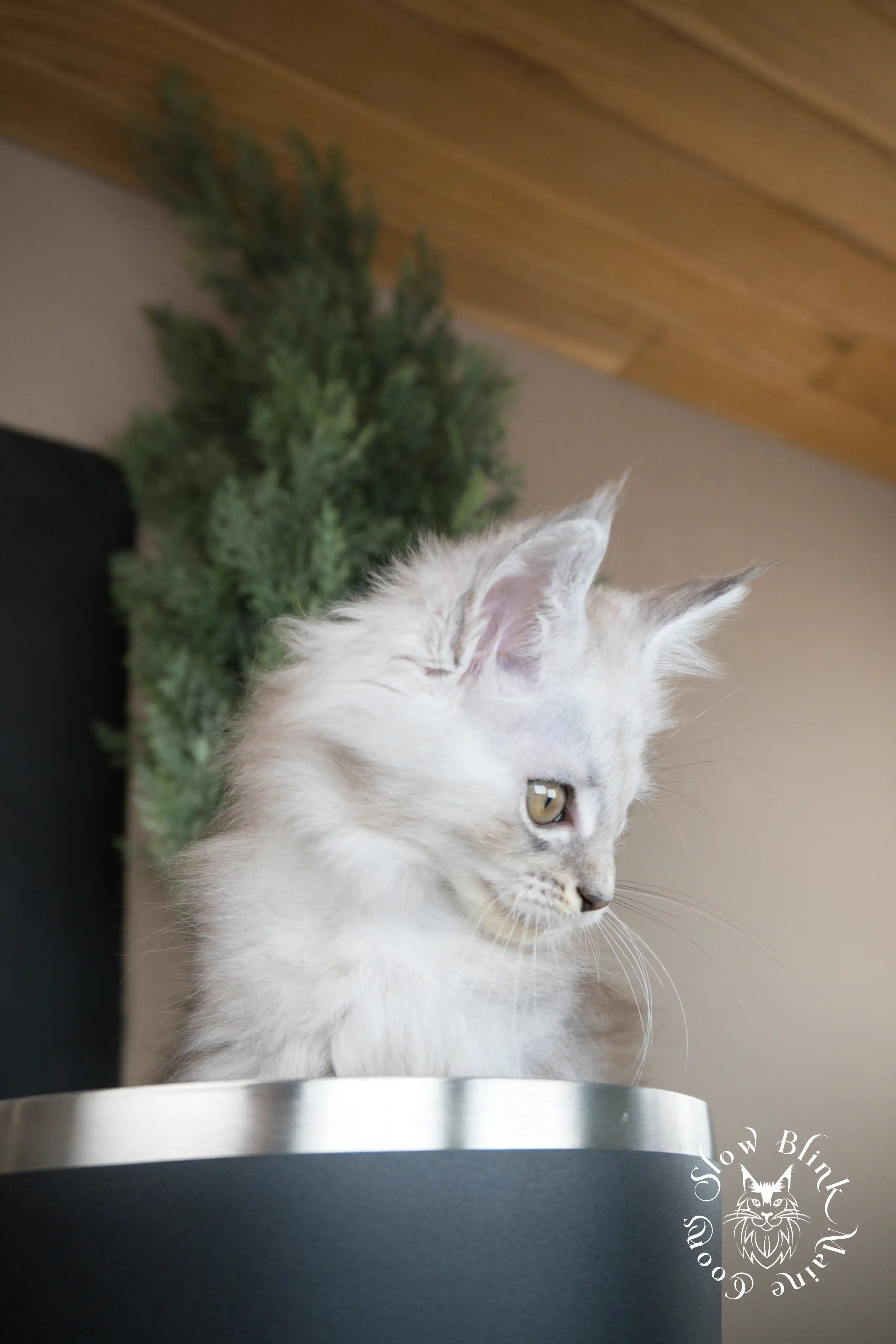 black silver tabby maine coon kitten | ems code ns 22 23 24 25 | slowblinkmainecoons High Silver Maine Coon Kittens > black silver tabby maine coon kitten | ems code ns 22 23 24 25 | slowblinkmainecoons | 602