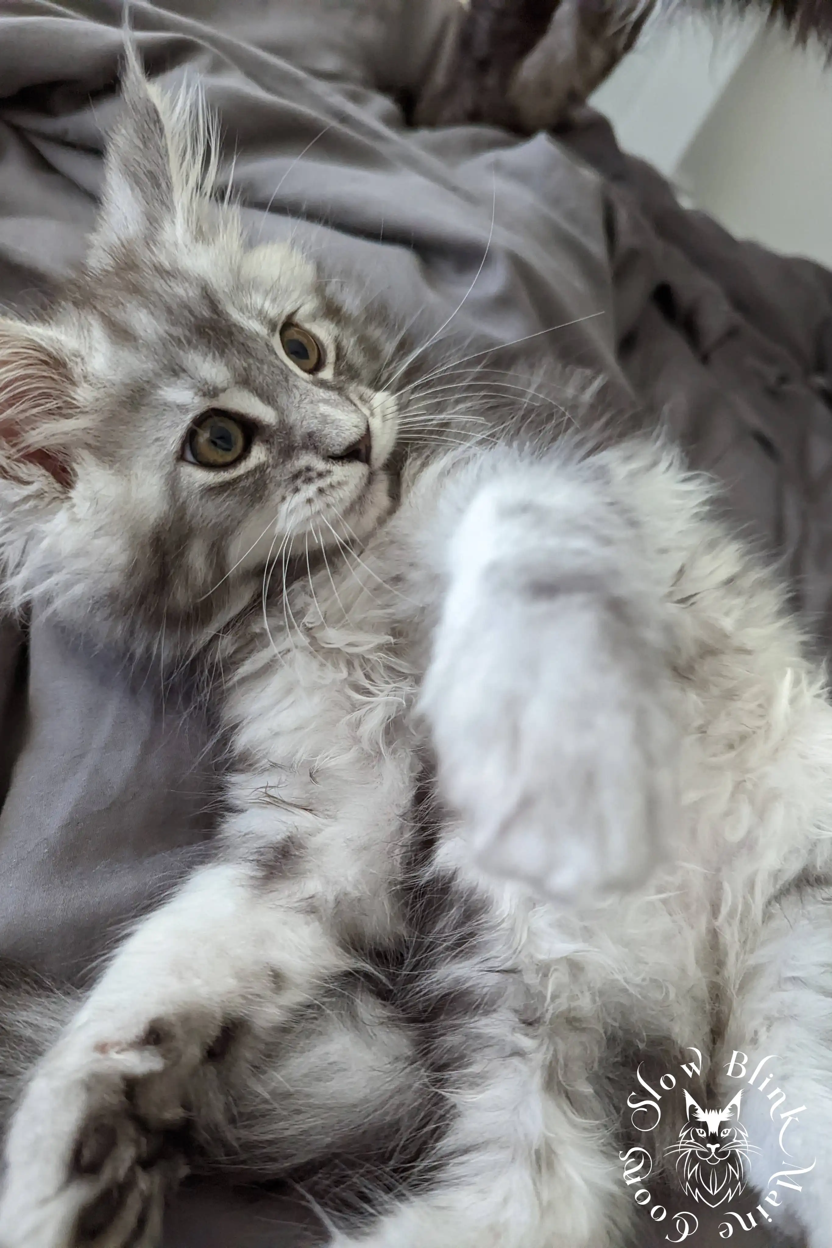 black silver tabby maine coon kitten | ems code ns 22 23 24 25 | slowblinkmainecoons High Silver Maine Coon Kittens > black silver tabby maine coon kitten | ems code ns 22 23 24 25 | slowblinkmainecoons | 997