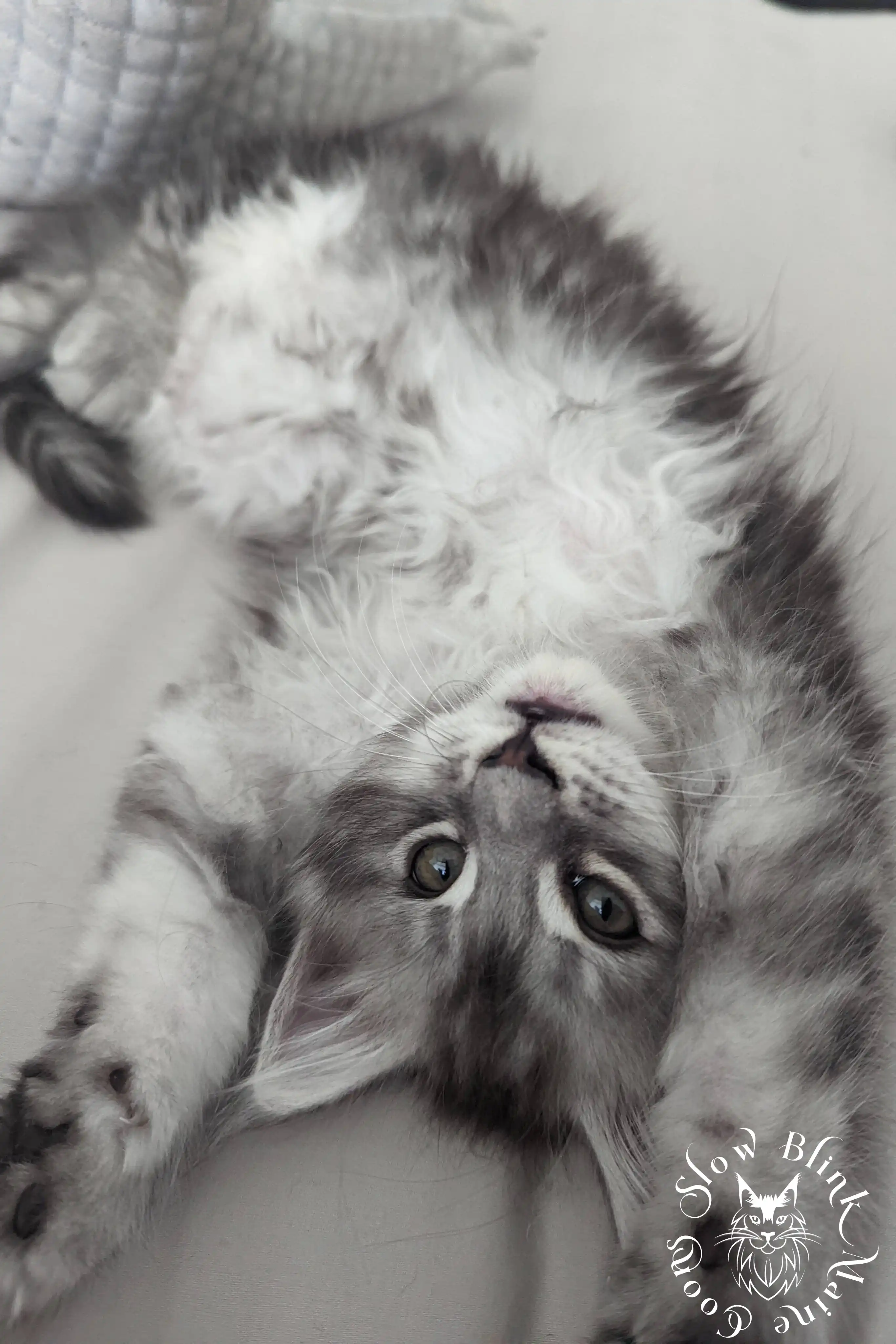 black silver tabby maine coon kitten | ems code ns 22 23 24 25 | slowblinkmainecoons High Silver Maine Coon Kittens > black silver tabby maine coon kitten | ems code ns 22 23 24 25 | slowblinkmainecoons | 999