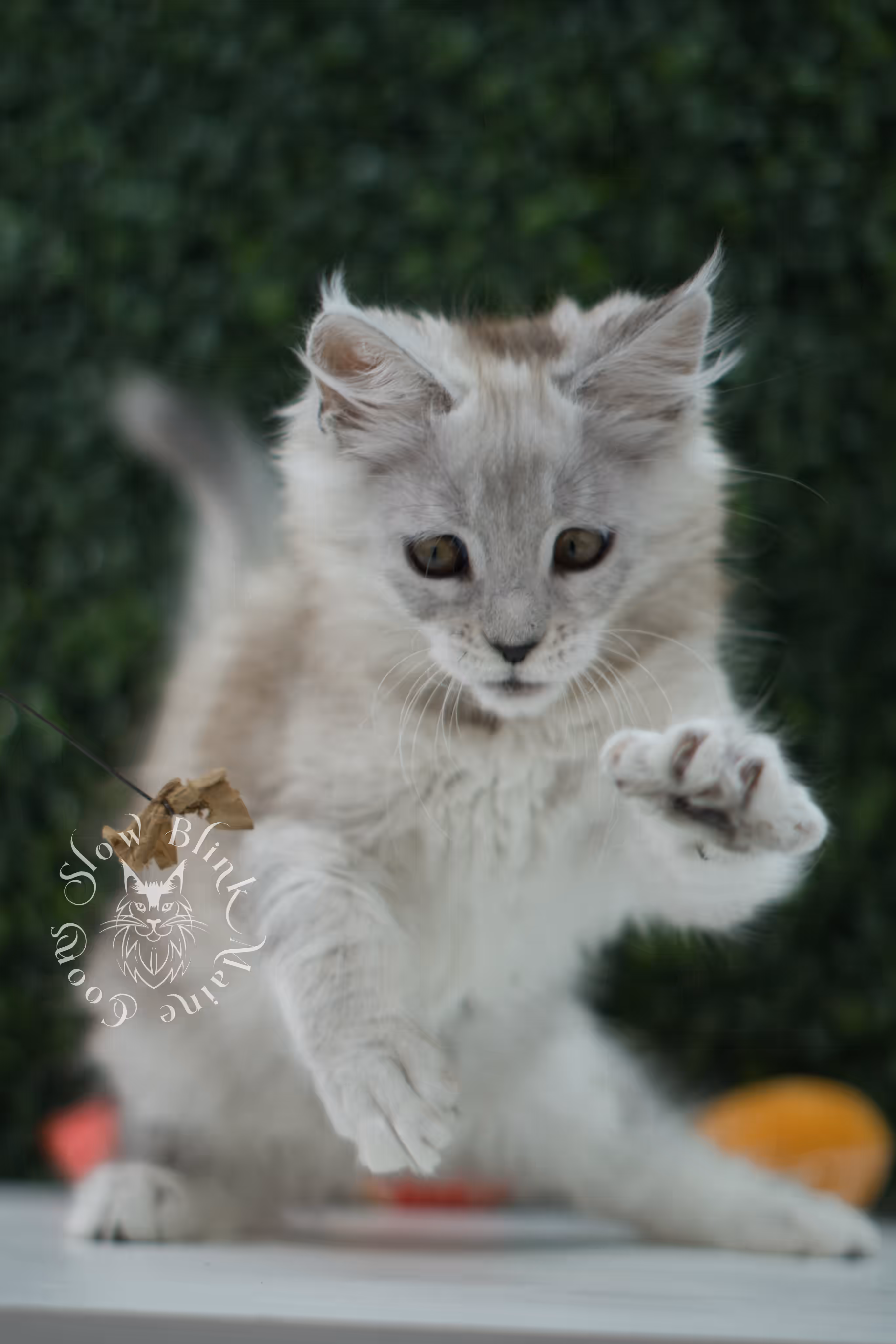 high silver maine coon kitten ems code mco ns 25 age 10 weeks old standard SlowBlink Maine Coons Photo > high silver maine coon kitten ems code mco ns 25 age 10 weeks old standard