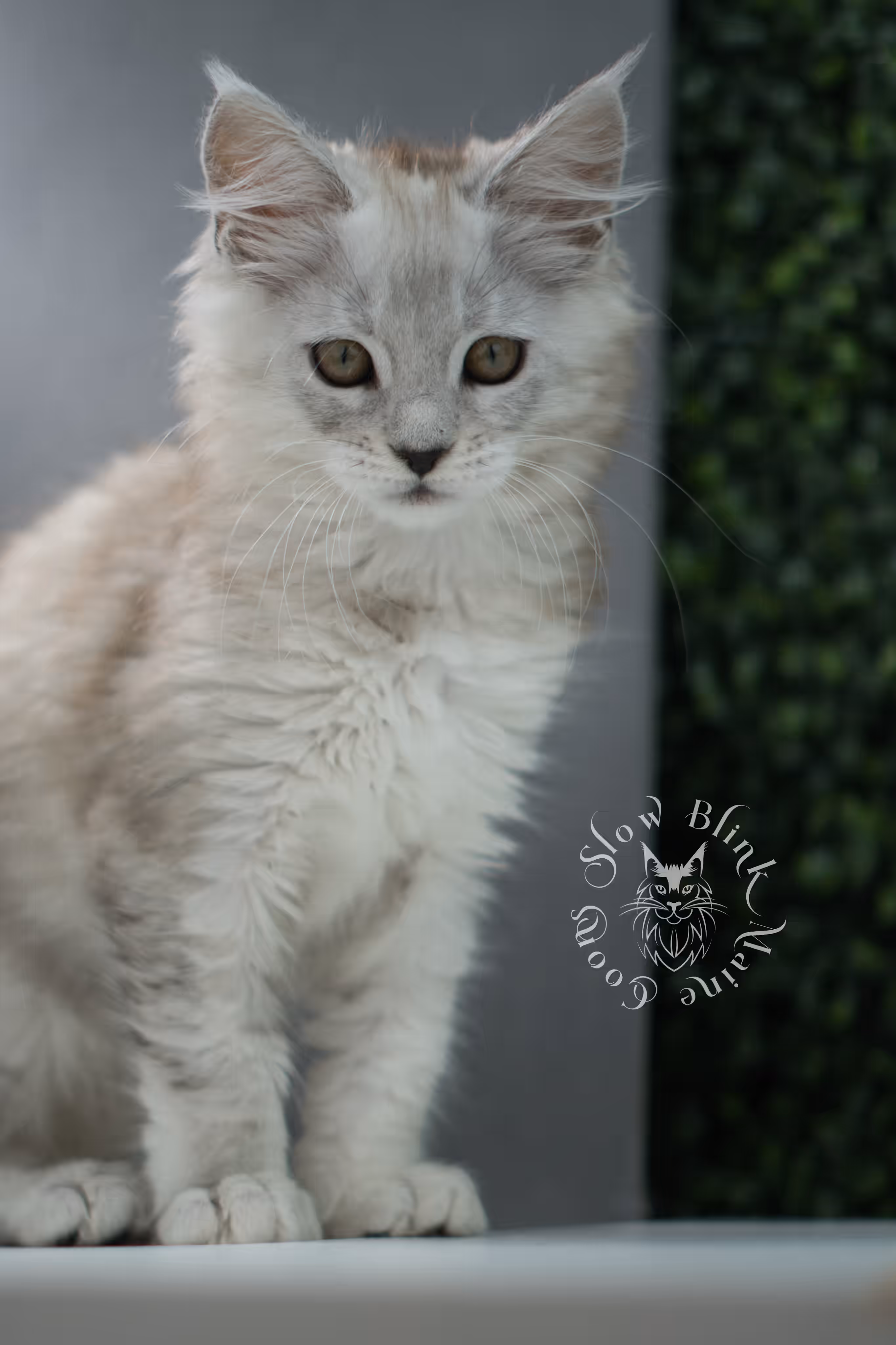 high silver maine coon kitten ems code mco ns 25 age 10 weeks old standard SlowBlink Maine Coons Photo > high silver maine coon kitten ems code mco ns 25 age 10 weeks old standard