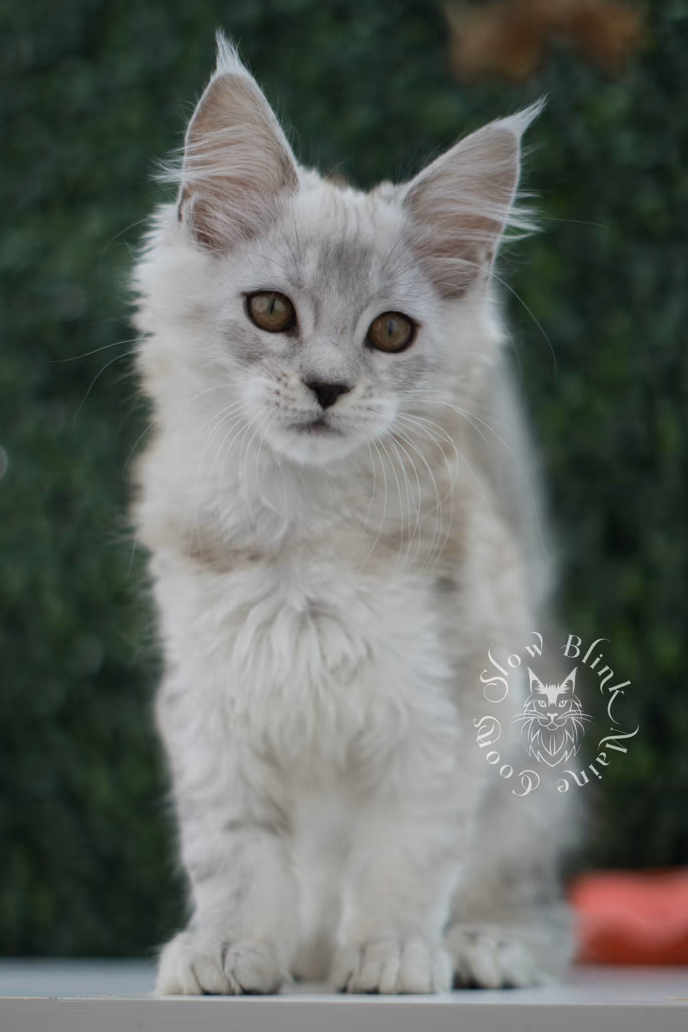 high silver maine coon kitten ems code mco ns 25 age 10 weeks old standard SlowBlink Maine Coons Photo > high silver maine coon kitten ems code mco ns 25 age 10 weeks old standard