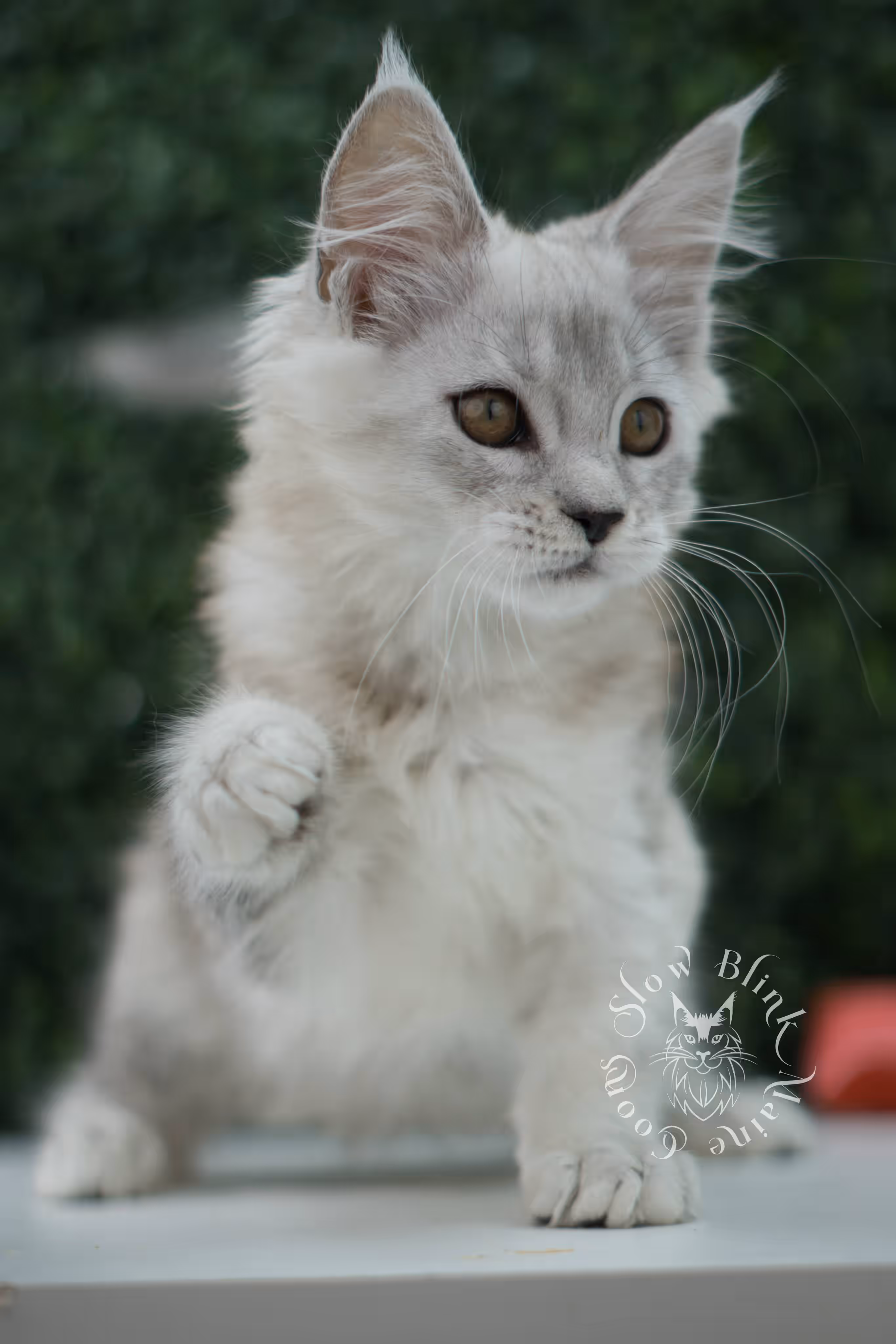 high silver maine coon kitten ems code mco ns 25 age 10 weeks old standard SlowBlink Maine Coons Photo > high silver maine coon kitten ems code mco ns 25 age 10 weeks old standard