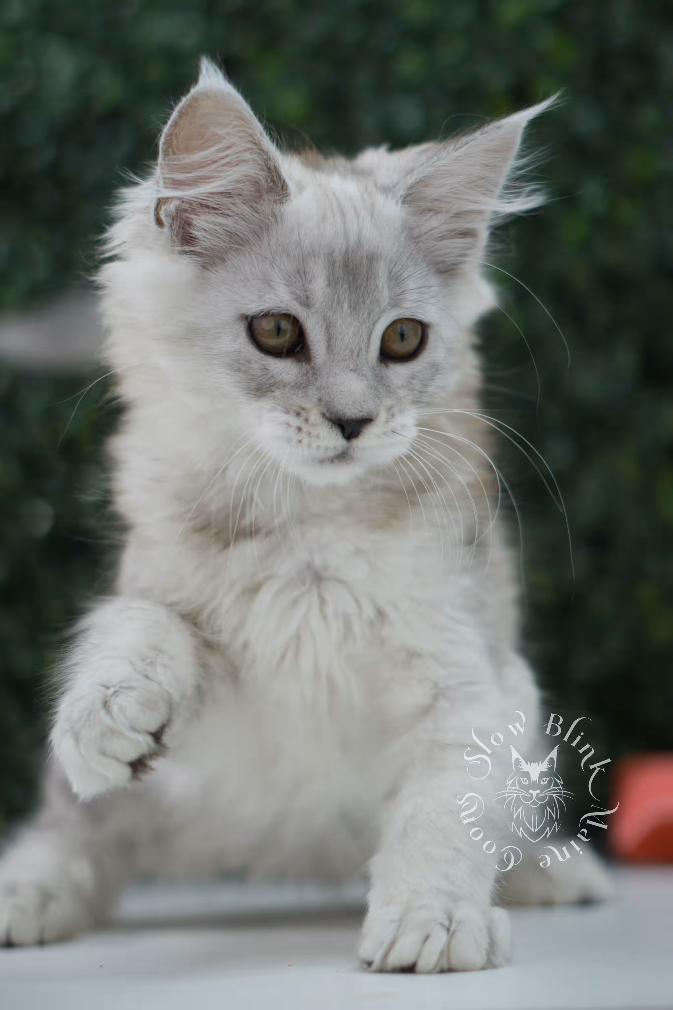 high silver maine coon kitten ems code mco ns 25 age 10 weeks old standard SlowBlink Maine Coons Photo > high silver maine coon kitten ems code mco ns 25 age 10 weeks old standard