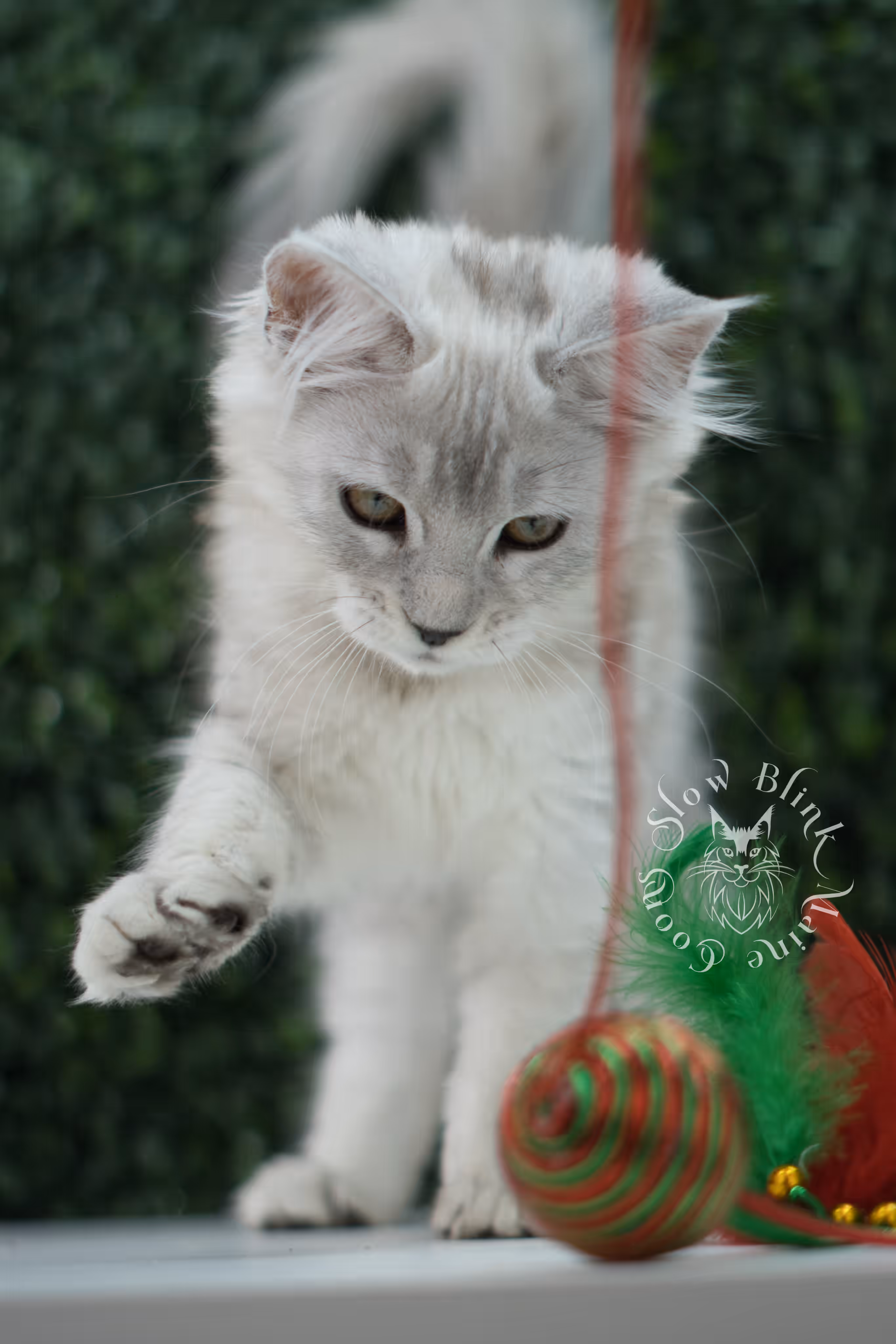 high silver maine coon kitten ems code mco ns 25 age 10 weeks old standard SlowBlink Maine Coons Photo > high silver maine coon kitten ems code mco ns 25 age 10 weeks old standard