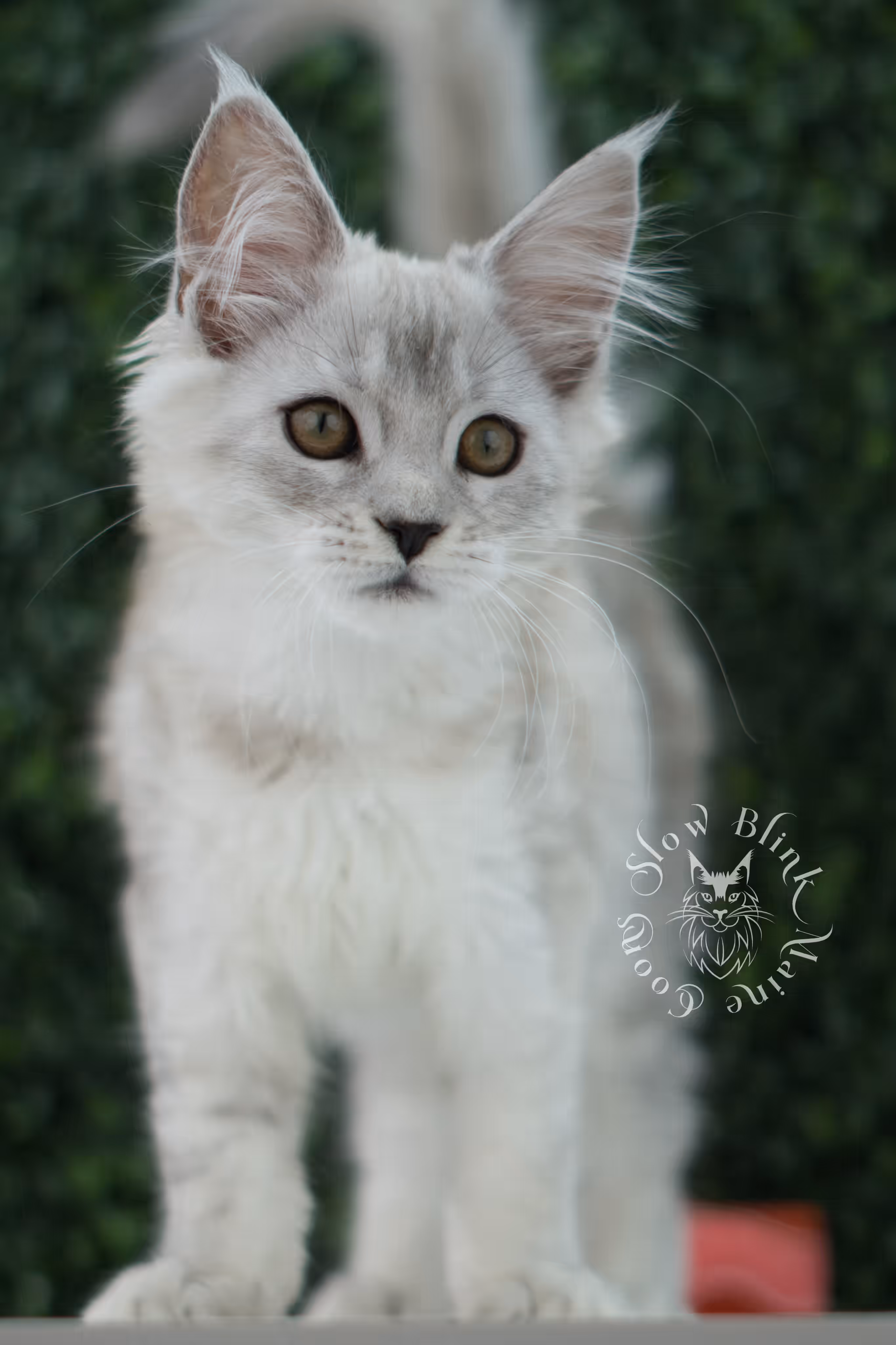high silver maine coon kitten ems code mco ns 25 age 10 weeks old standard SlowBlink Maine Coons Photo > high silver maine coon kitten ems code mco ns 25 age 10 weeks old standard