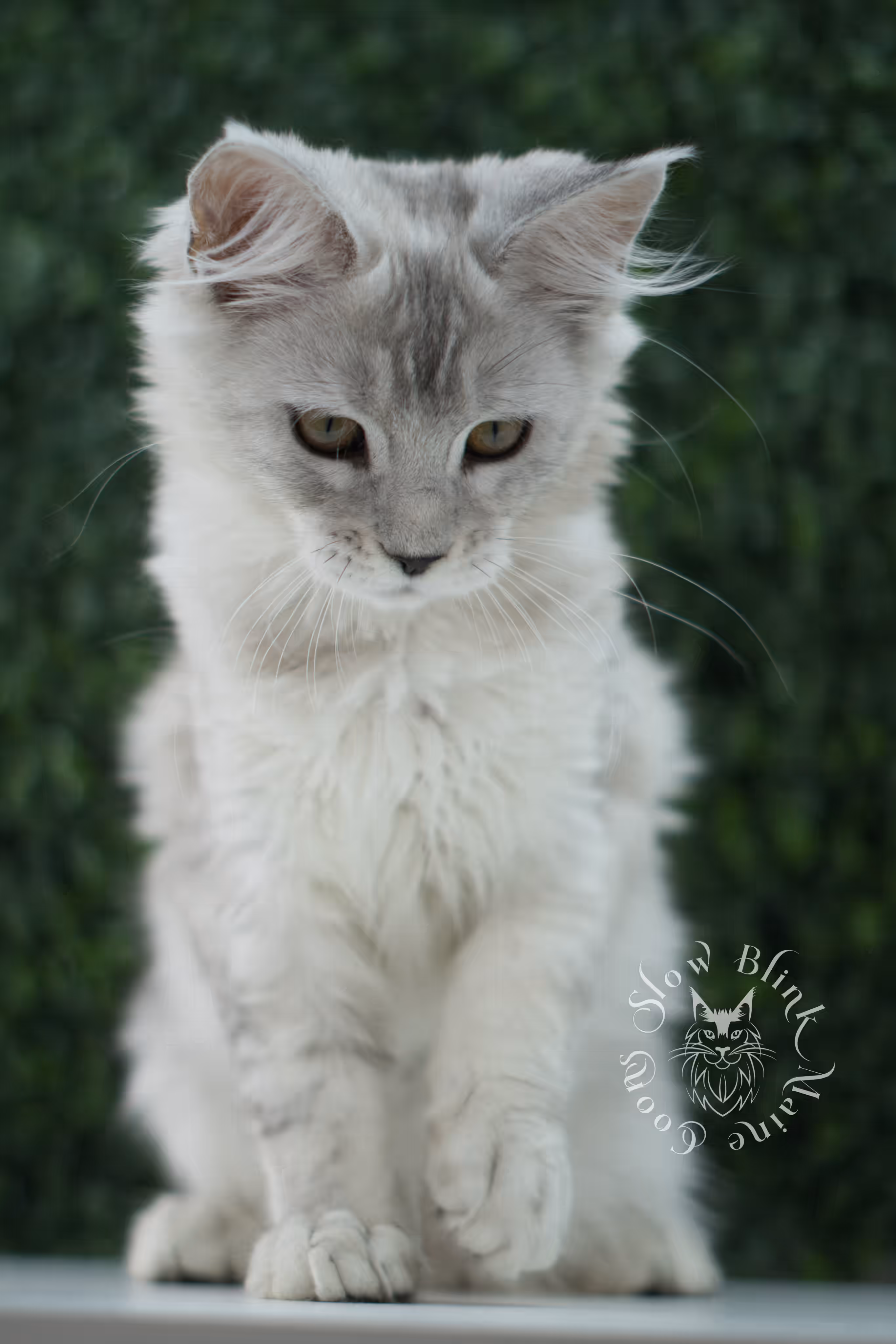 high silver maine coon kitten ems code mco ns 25 age 10 weeks old standard SlowBlink Maine Coons Photo > high silver maine coon kitten ems code mco ns 25 age 10 weeks old standard