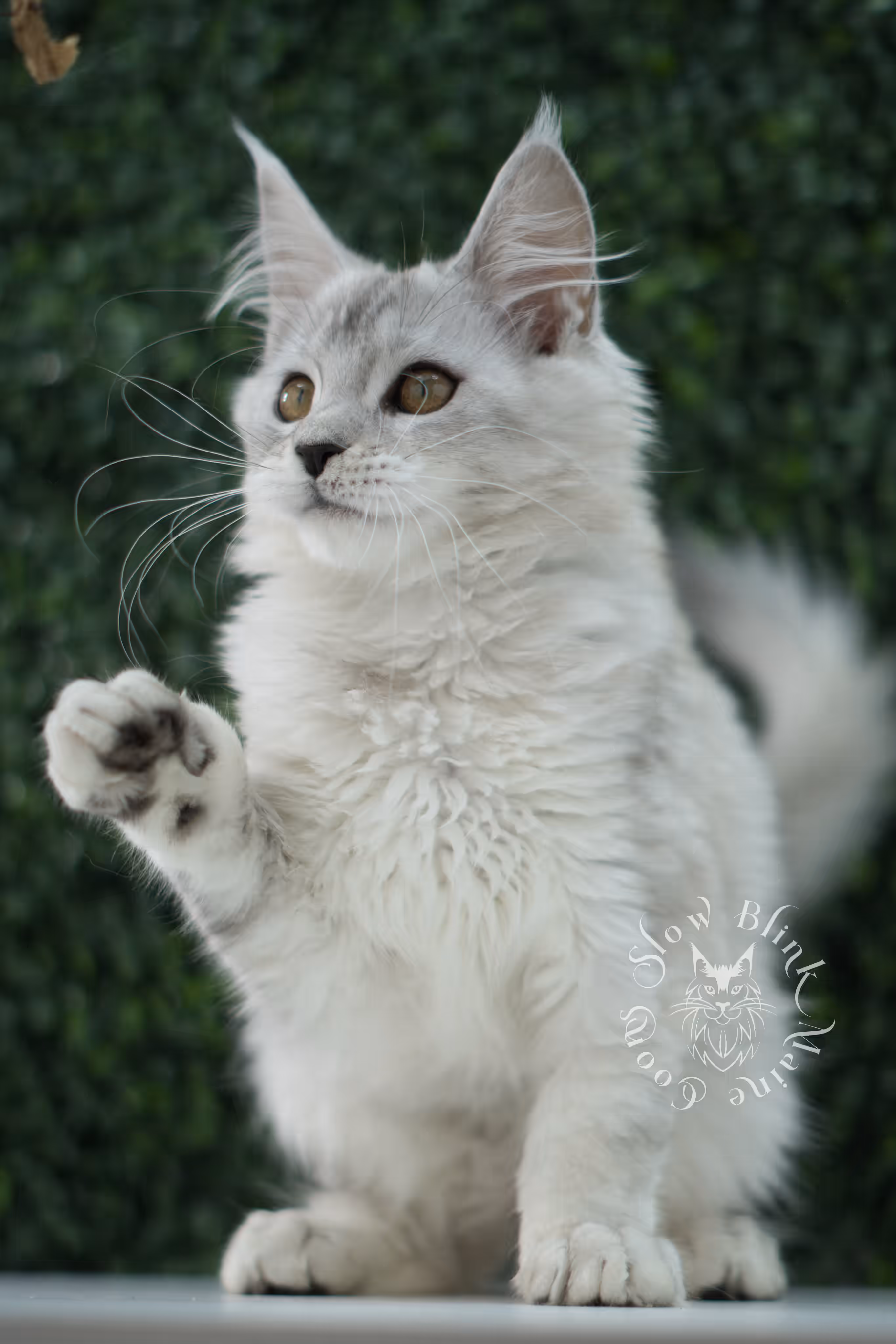 high silver maine coon kitten ems code mco ns 25 age 10 weeks old standard SlowBlink Maine Coons Photo > high silver maine coon kitten ems code mco ns 25 age 10 weeks old standard