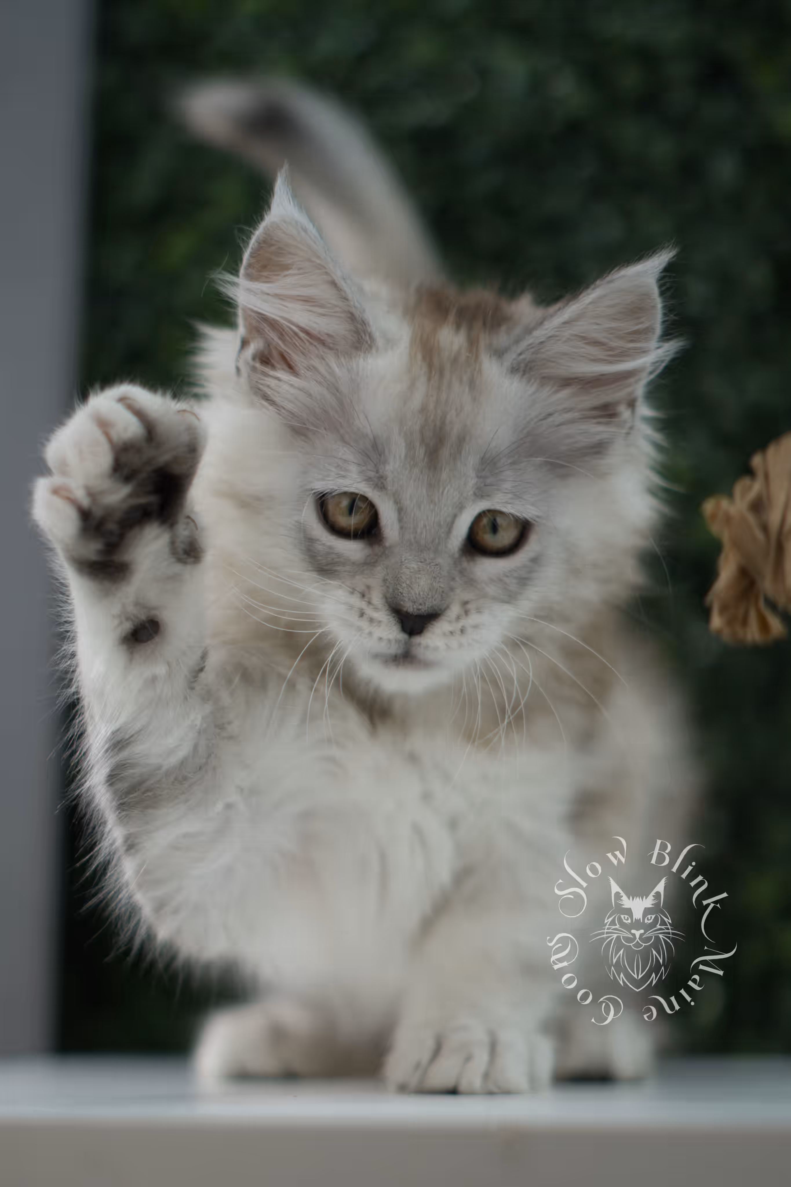 high silver maine coon kitten ems code mco ns 25 age 10 weeks old standard SlowBlink Maine Coons Photo > high silver maine coon kitten ems code mco ns 25 age 10 weeks old standard