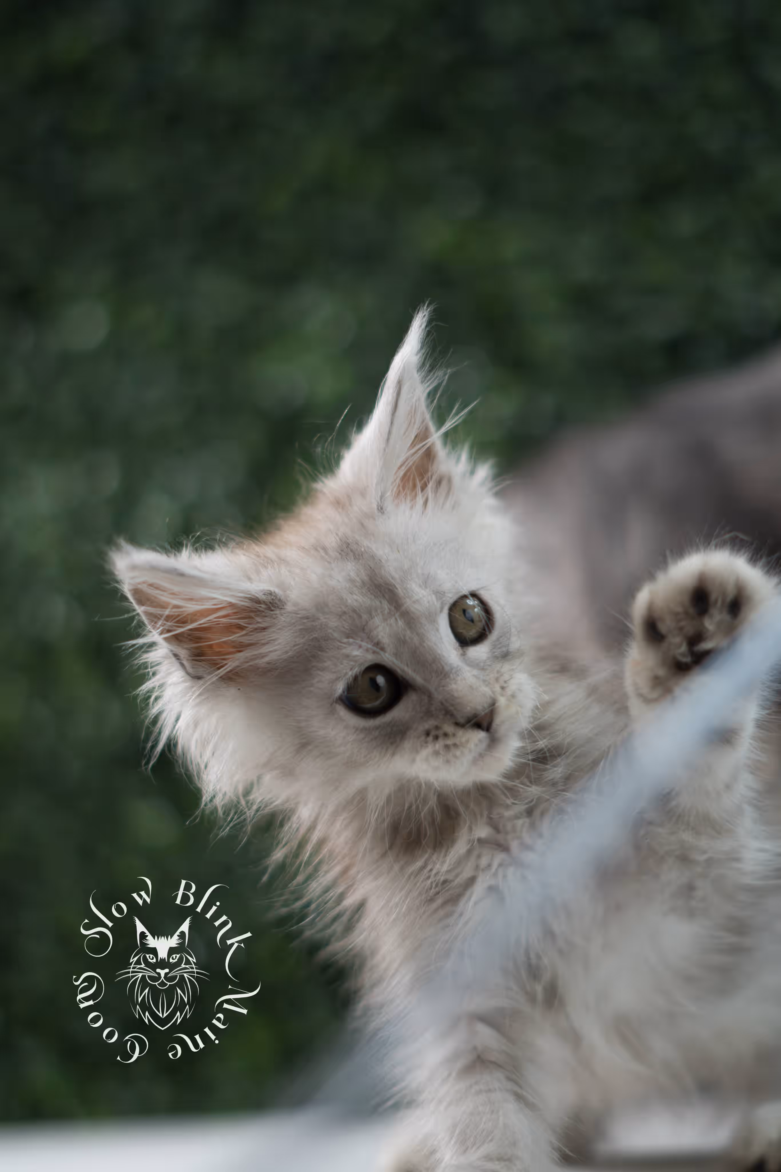 high silver maine coon kitten female ems code ns 25 age 6 weeks old standard SlowBlink Maine Coons Photo > high silver maine coon kitten female ems code ns 25 age 6 weeks old standard