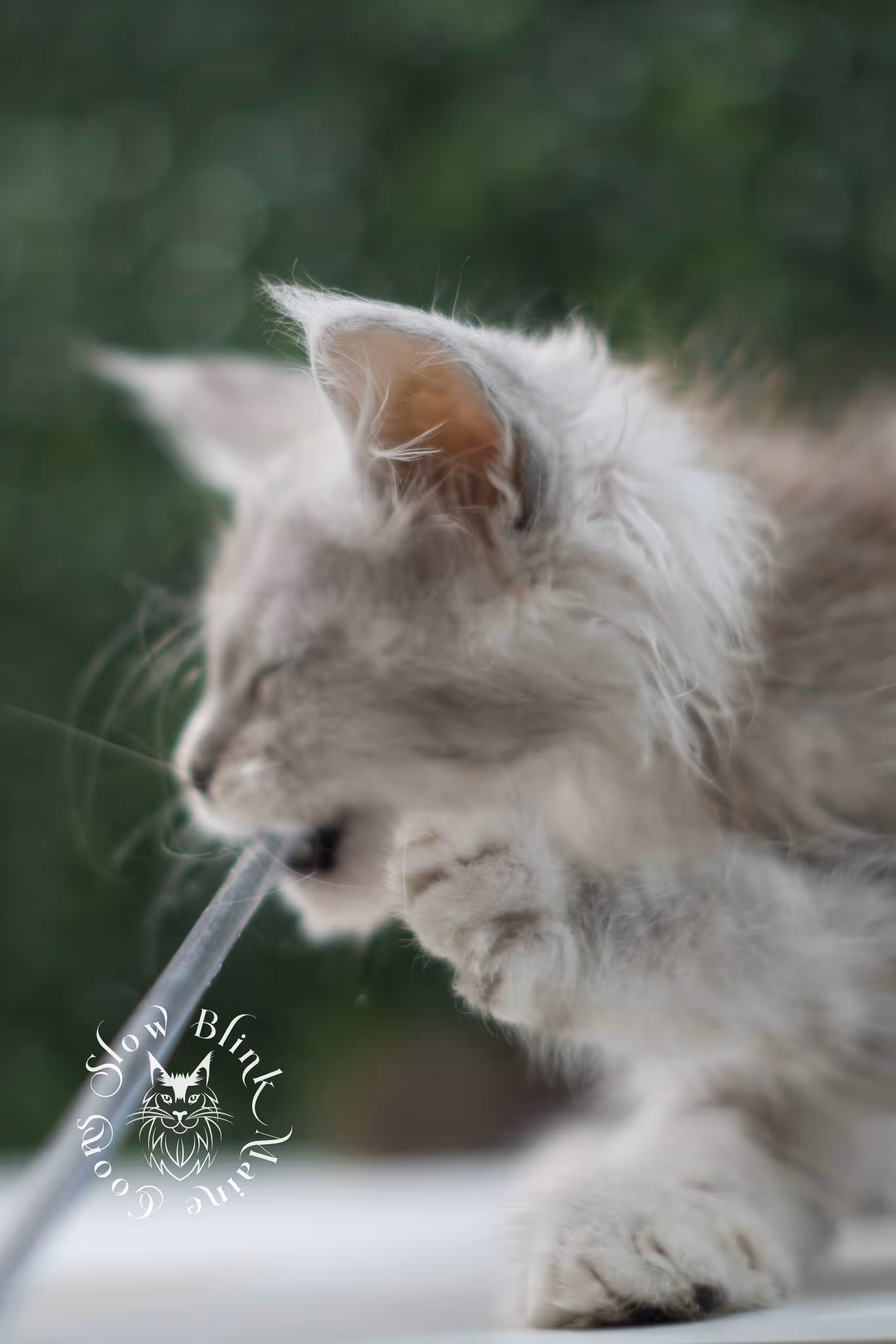 high silver maine coon kitten female ems code ns 25 age 6 weeks old standard SlowBlink Maine Coons Photo > high silver maine coon kitten female ems code ns 25 age 6 weeks old standard