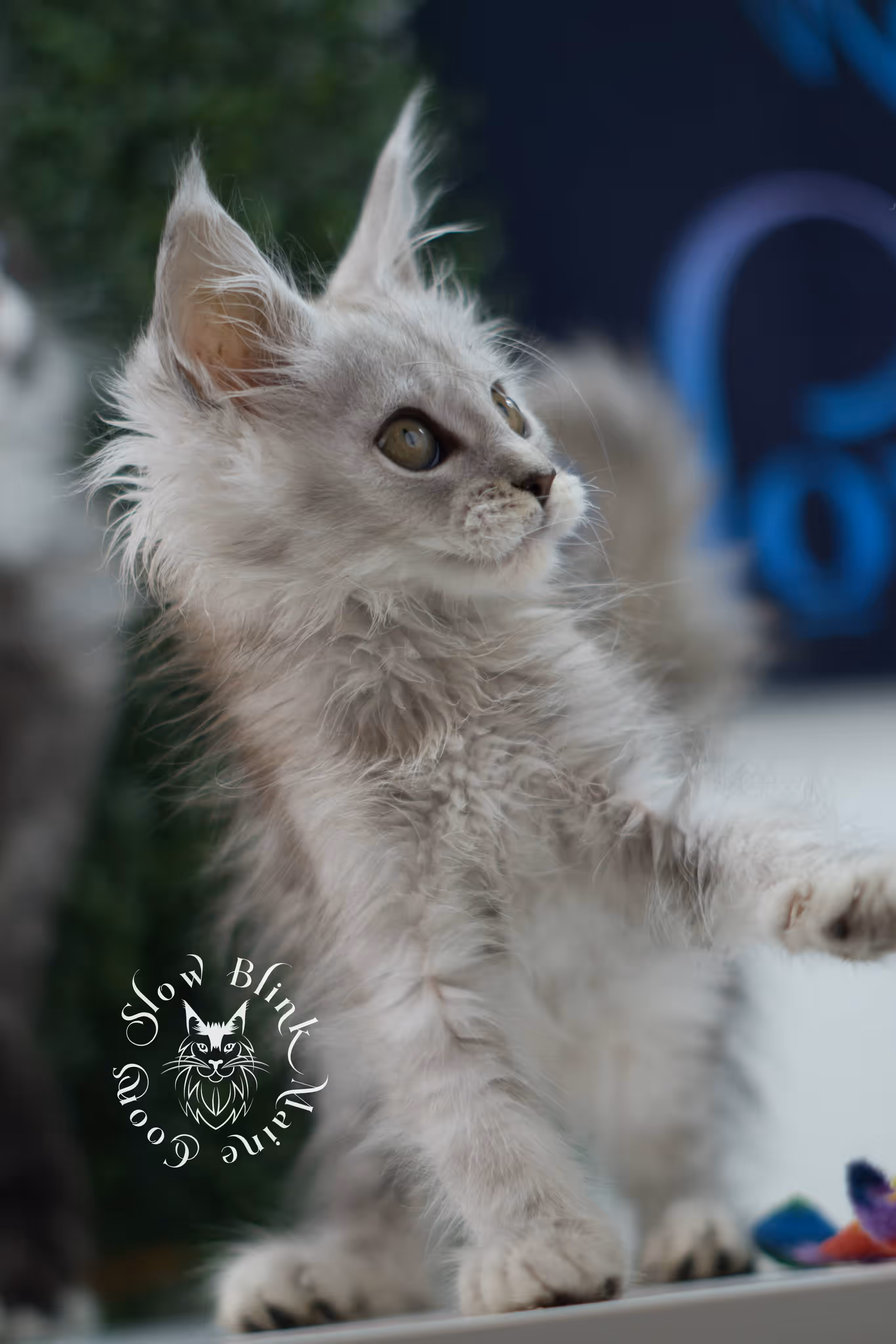 high silver maine coon kitten female ems code ns 25 age 6 weeks old standard SlowBlink Maine Coons Photo > high silver maine coon kitten female ems code ns 25 age 6 weeks old standard
