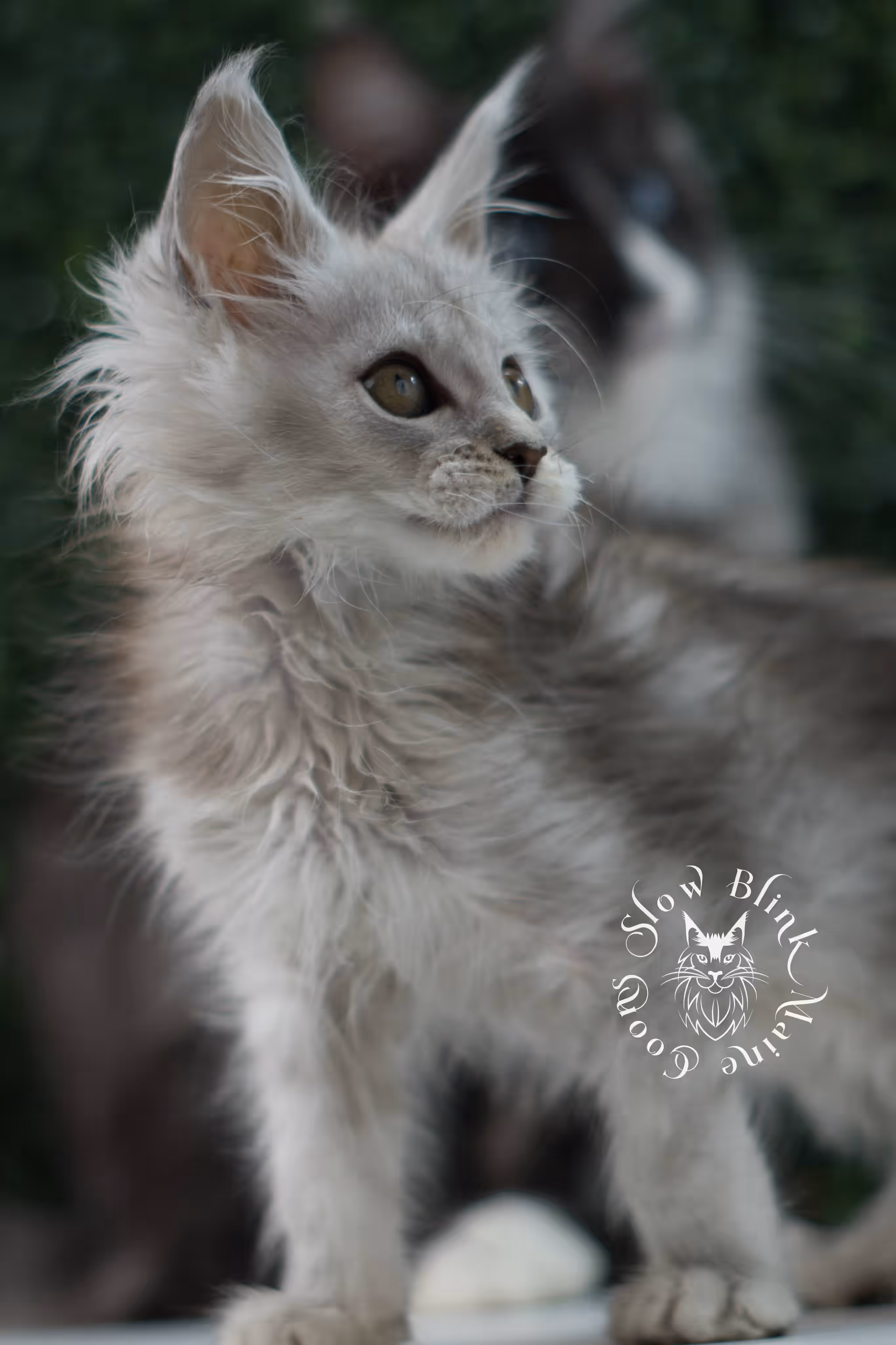 high silver maine coon kitten female ems code ns 25 age 6 weeks old standard SlowBlink Maine Coons Photo > high silver maine coon kitten female ems code ns 25 age 6 weeks old standard