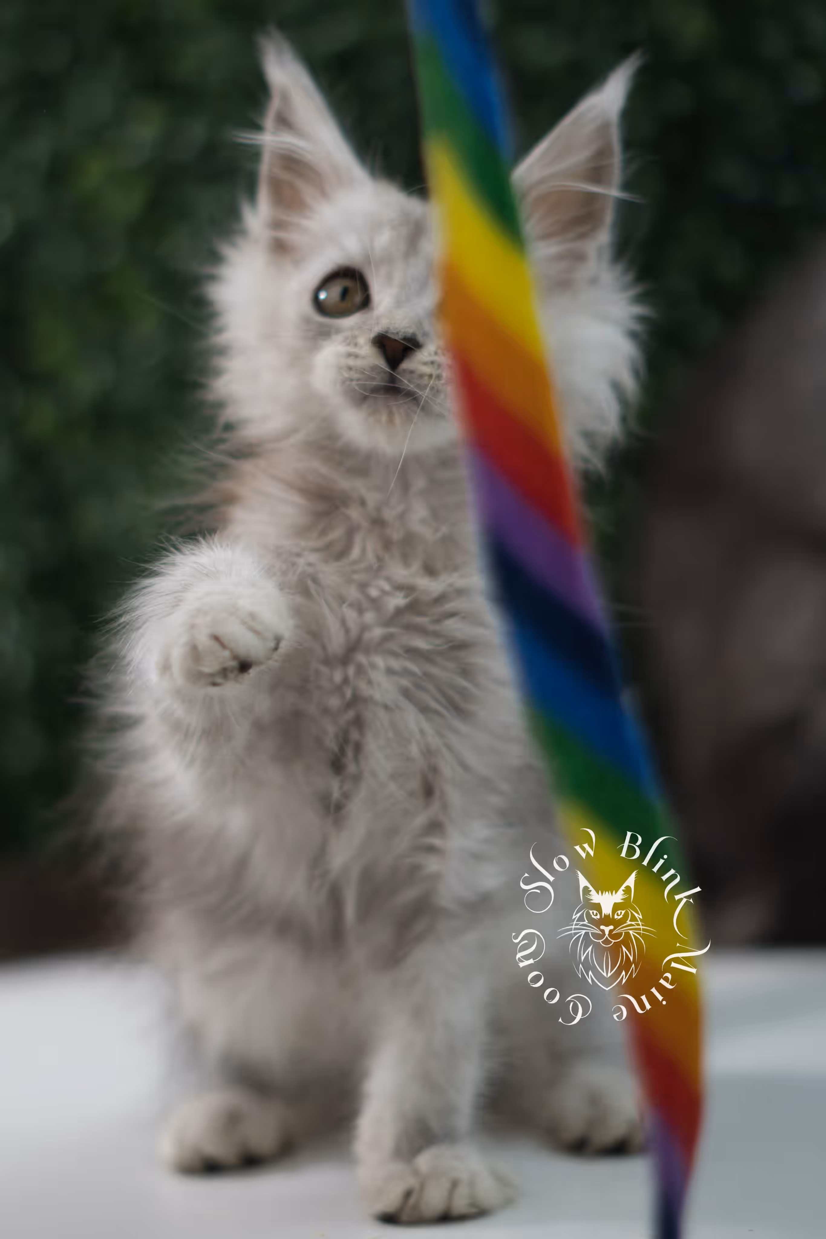 high silver maine coon kitten female ems code ns 25 age 6 weeks old standard SlowBlink Maine Coons Photo > high silver maine coon kitten female ems code ns 25 age 6 weeks old standard