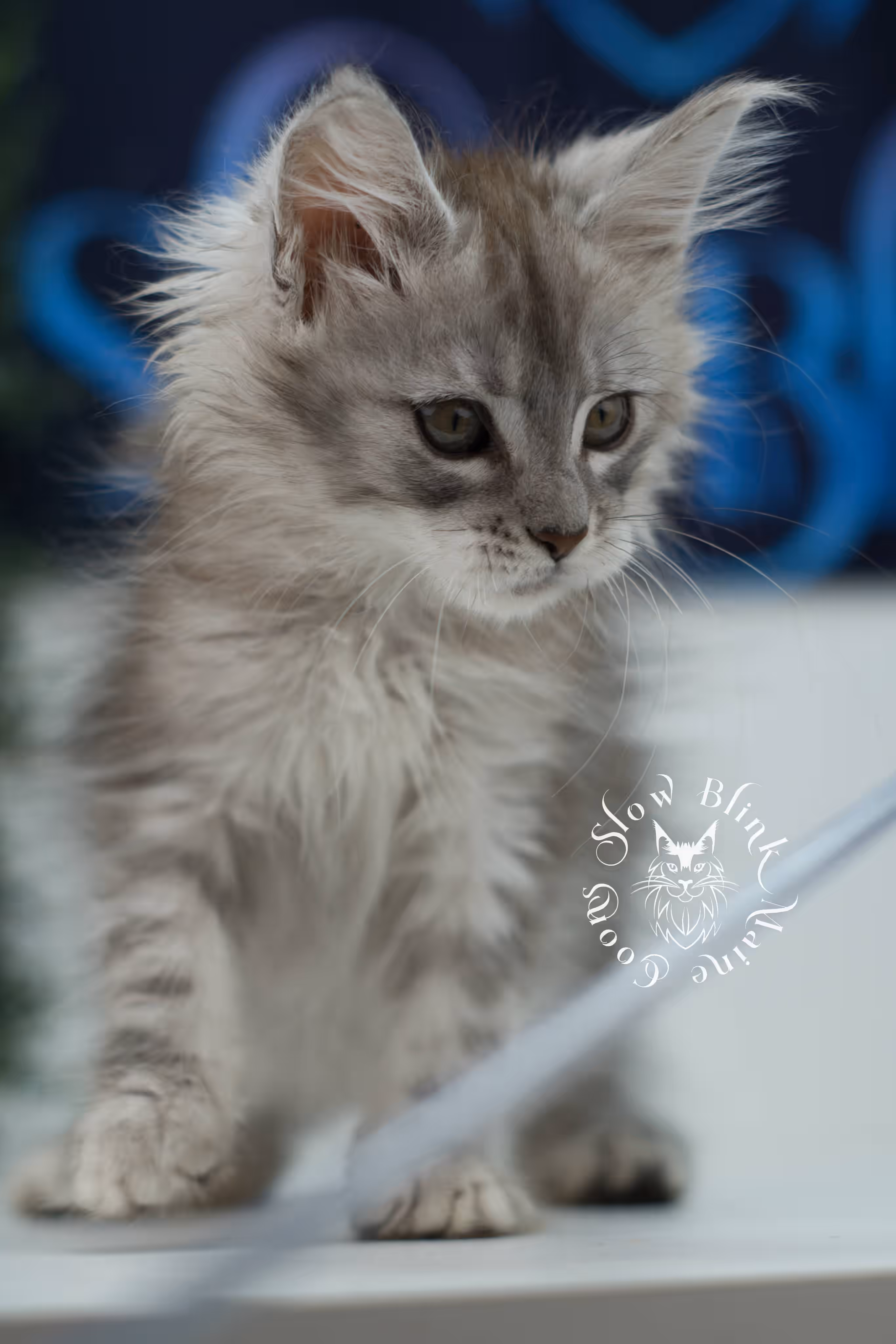 high silver maine coon kitten female ems code ns 25 age 6 weeks old standard SlowBlink Maine Coons Photo > high silver maine coon kitten female ems code ns 25 age 6 weeks old standard
