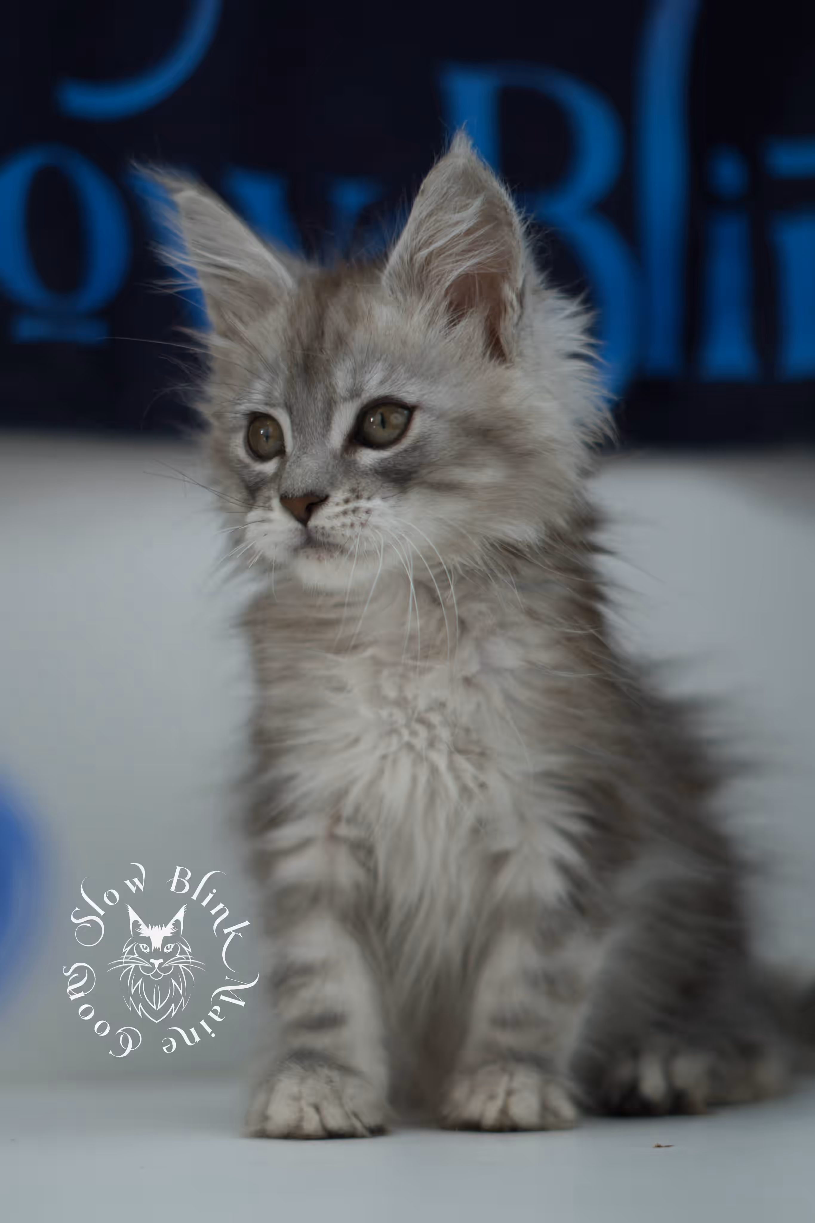 high silver maine coon kitten female ems code ns 25 age 6 weeks old standard SlowBlink Maine Coons Photo > high silver maine coon kitten female ems code ns 25 age 6 weeks old standard