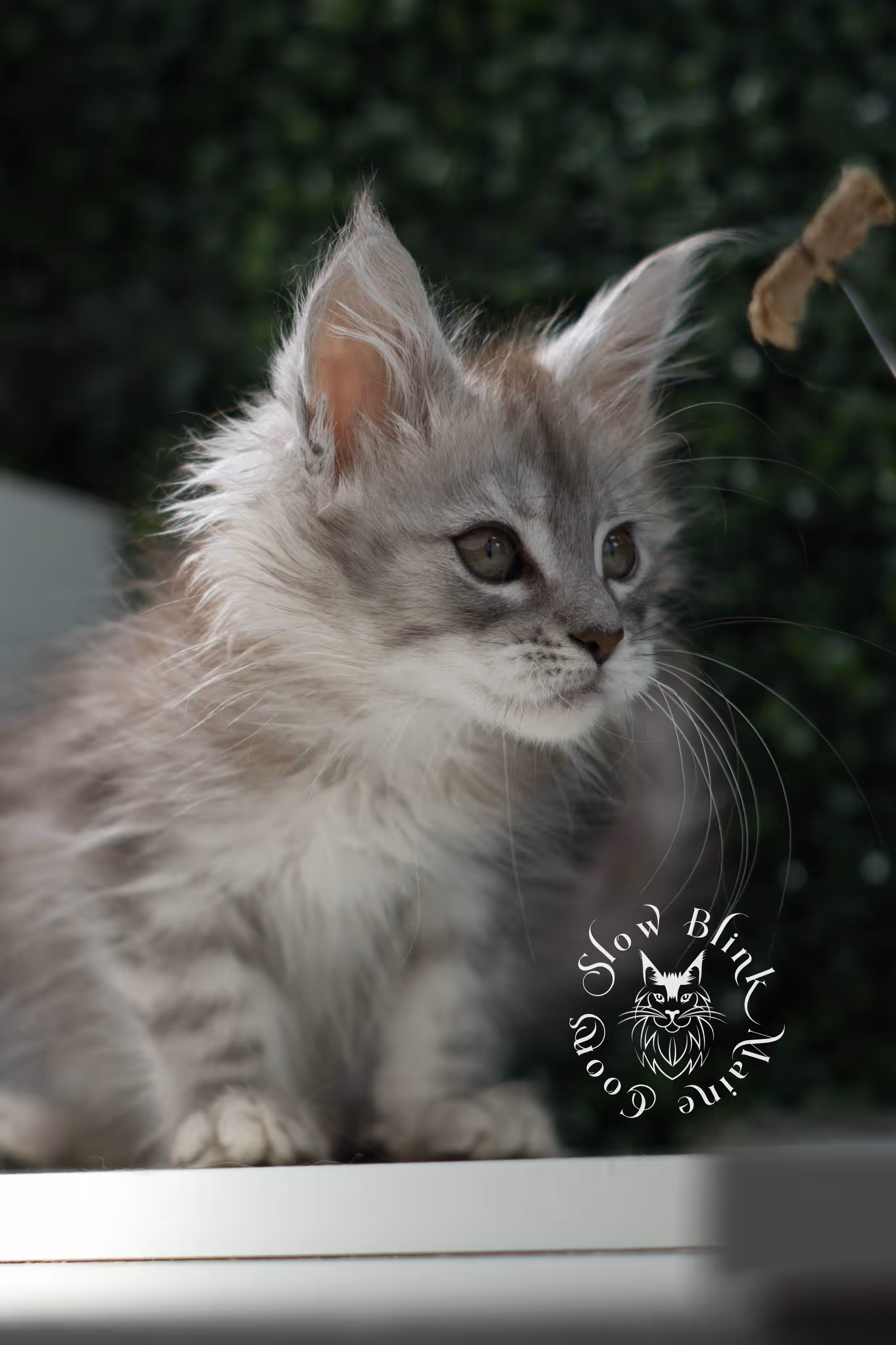 high silver maine coon kitten female ems code ns 25 age 6 weeks old standard SlowBlink Maine Coons Photo > high silver maine coon kitten female ems code ns 25 age 6 weeks old standard