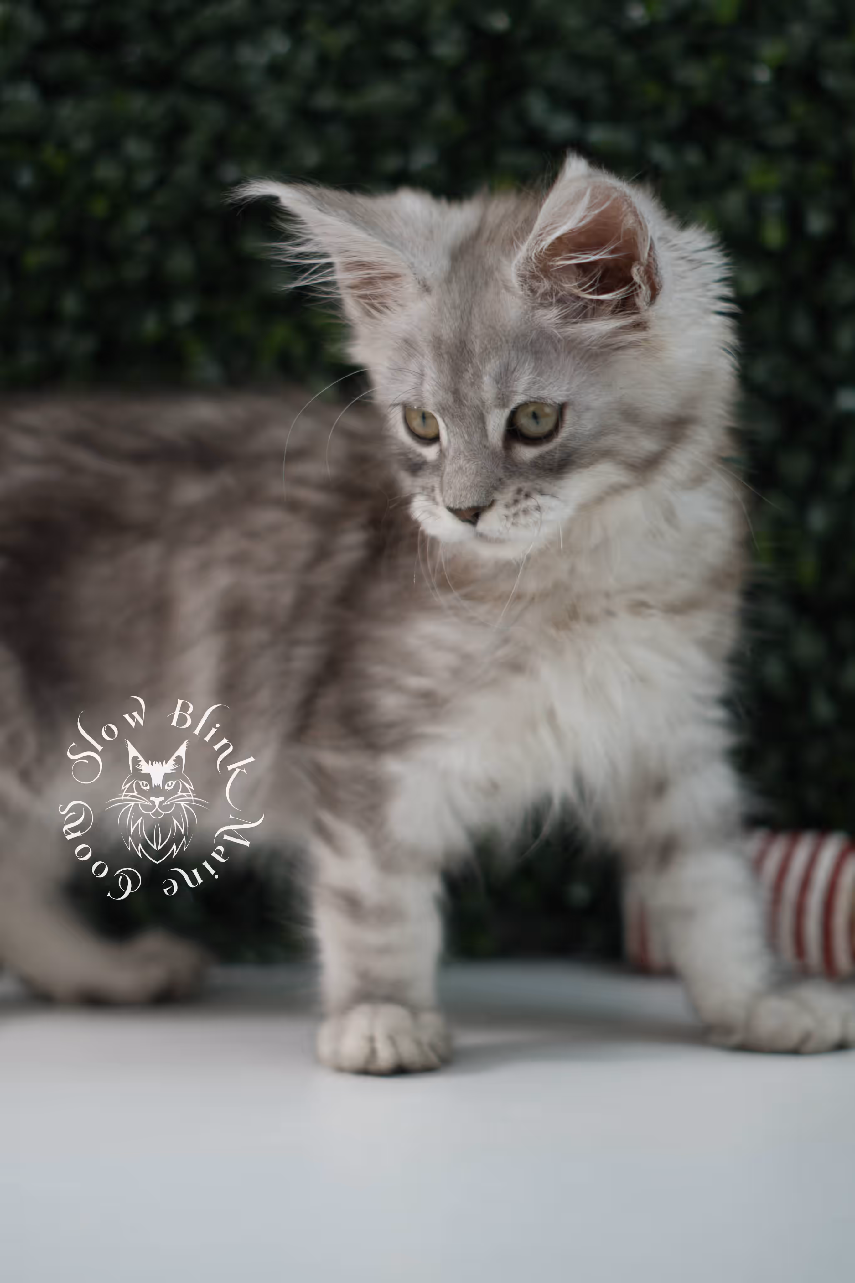 high silver maine coon kitten male ems code ns 25 01 standard SlowBlink Maine Coons Photo > high silver maine coon kitten male ems code ns 25 01 standard